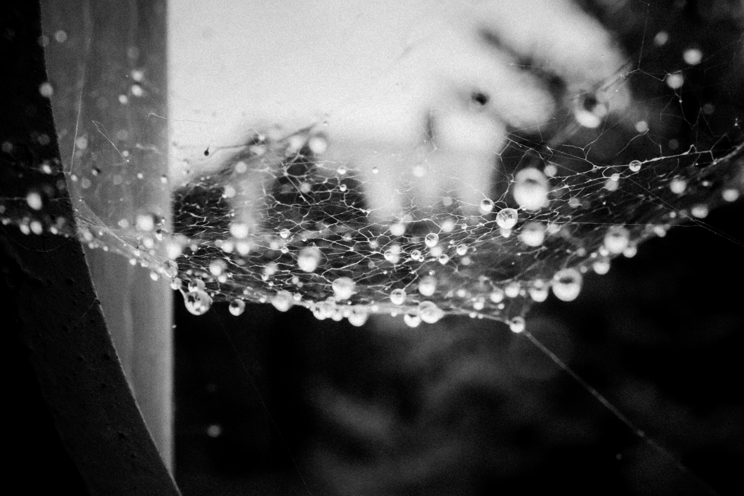 Russian nature, June 2020. Photographer in Israel Alice Milchin