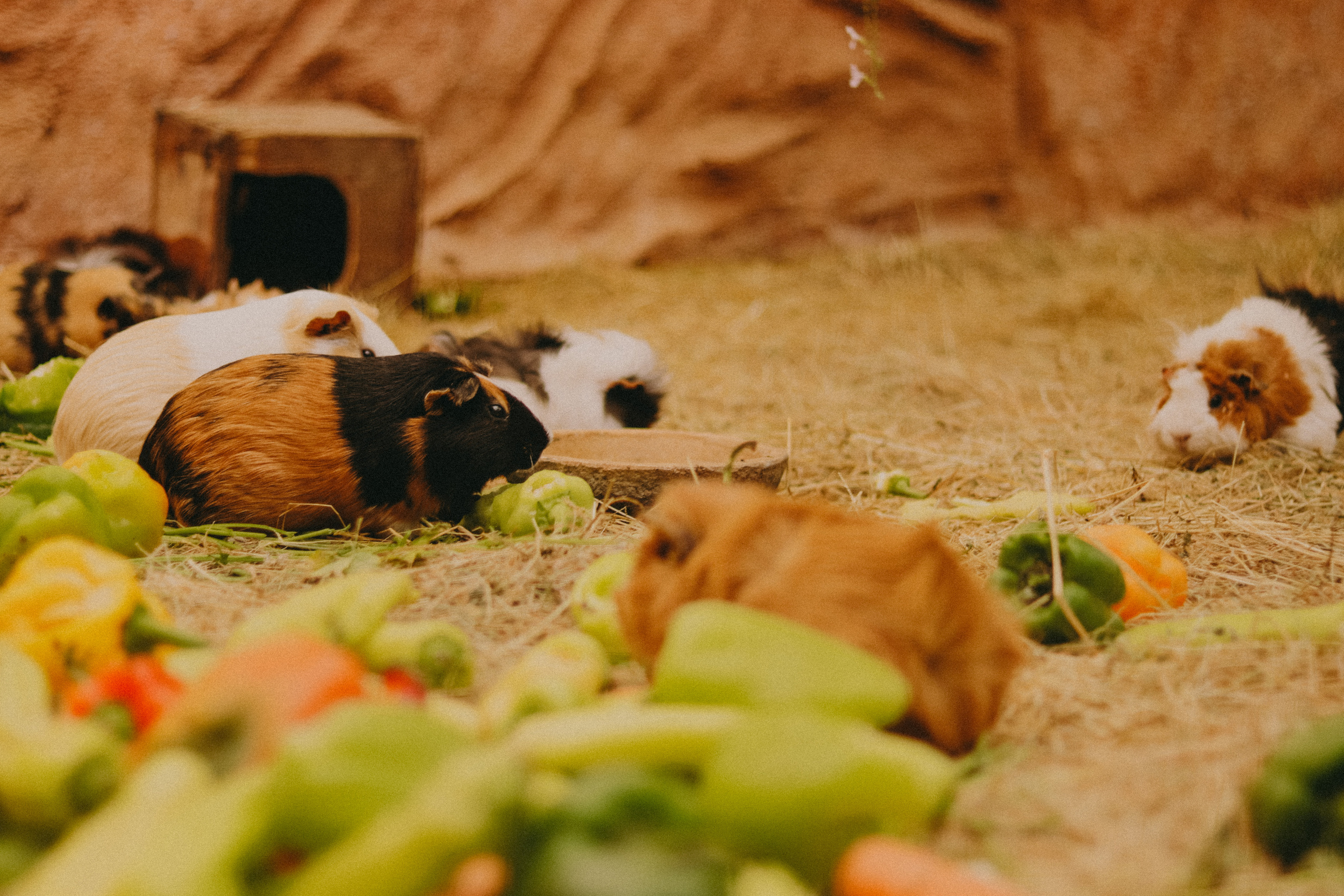 Attica Zoo, Greece, November 2021. Photographer in Israel Alice Milchin