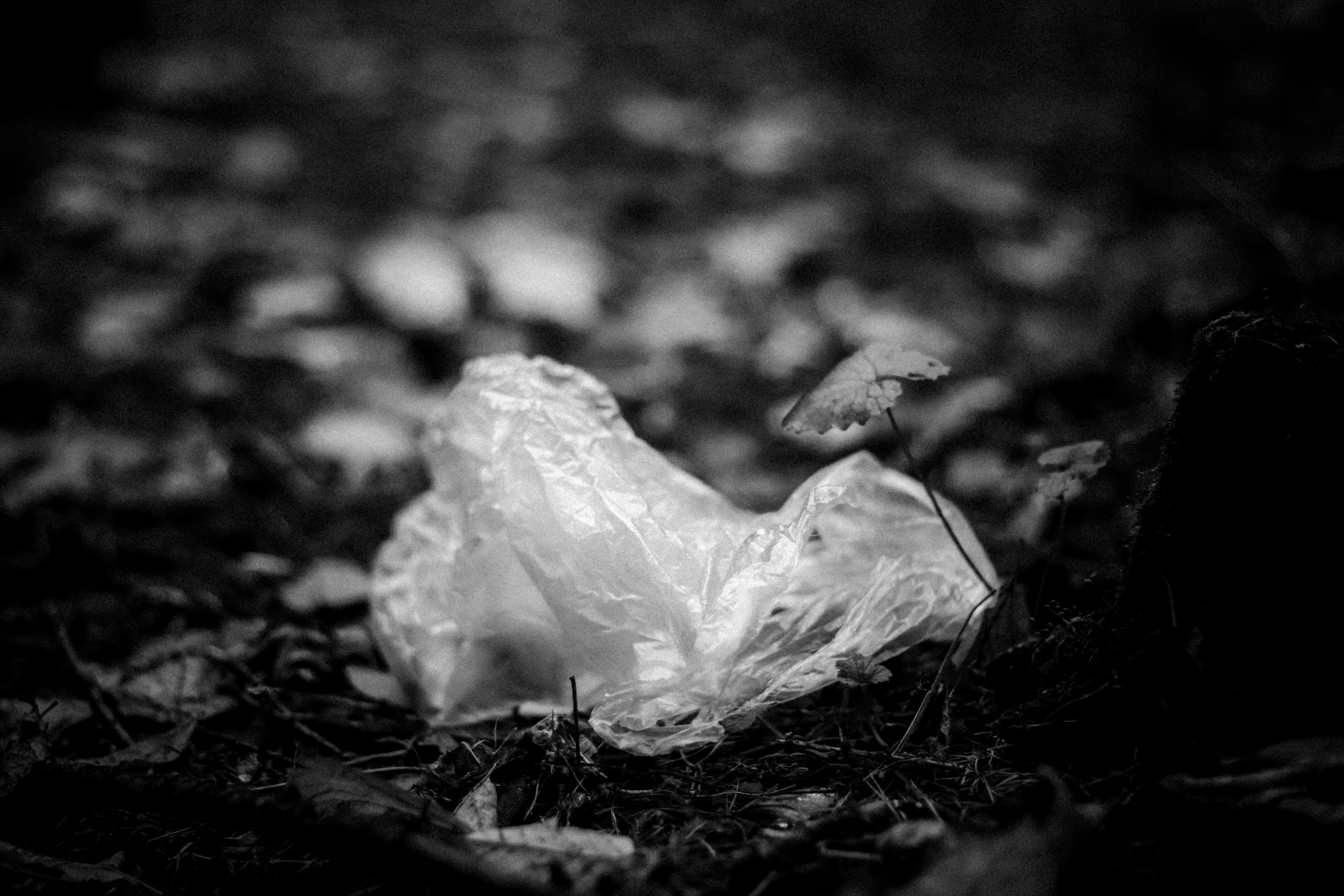 Cleaning the forest with Arshak Makichyan, September 2021. Photographer in Israel Alice Milchin