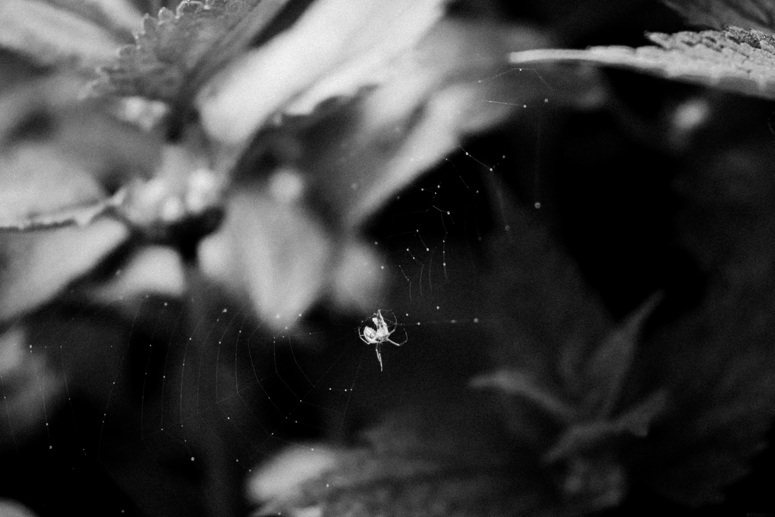 Russian nature, June 2020. Photographer in Israel Alice Milchin