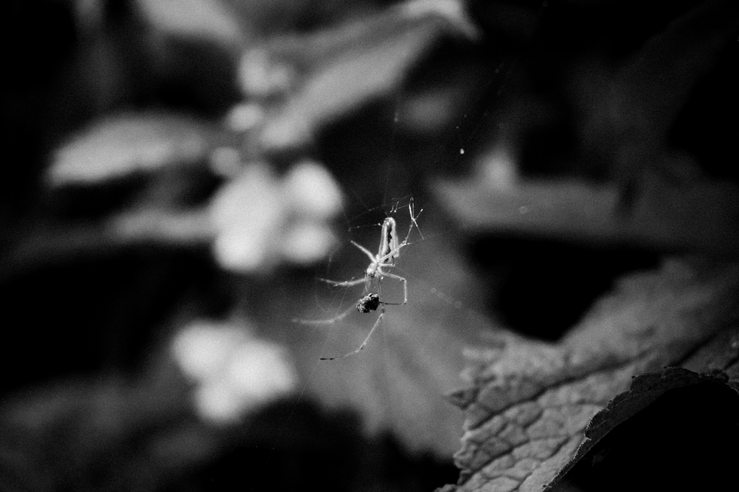 Russian nature, June 2020. Photographer in Israel Alice Milchin