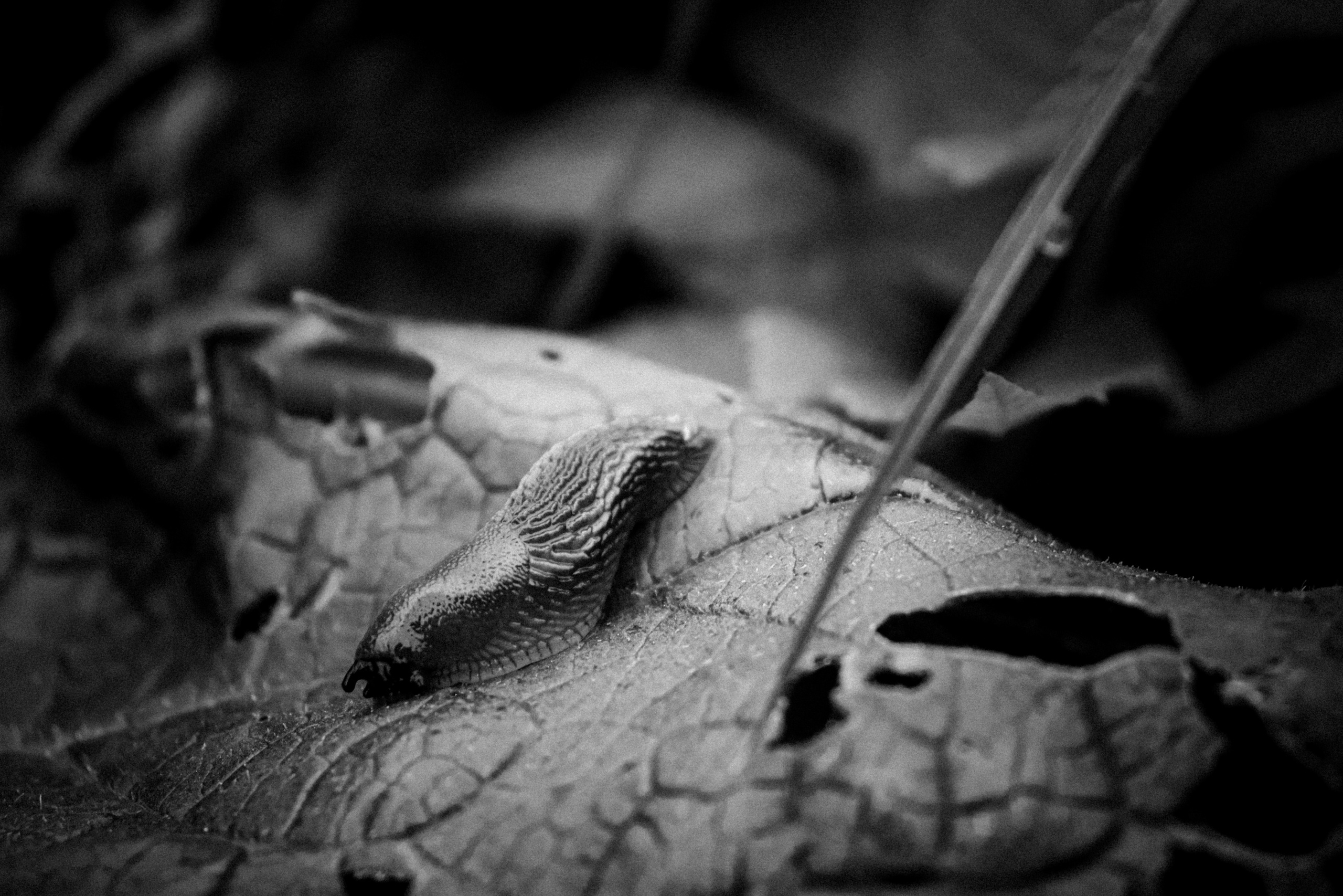 Russian nature, June 2020. Photographer in Israel Alice Milchin