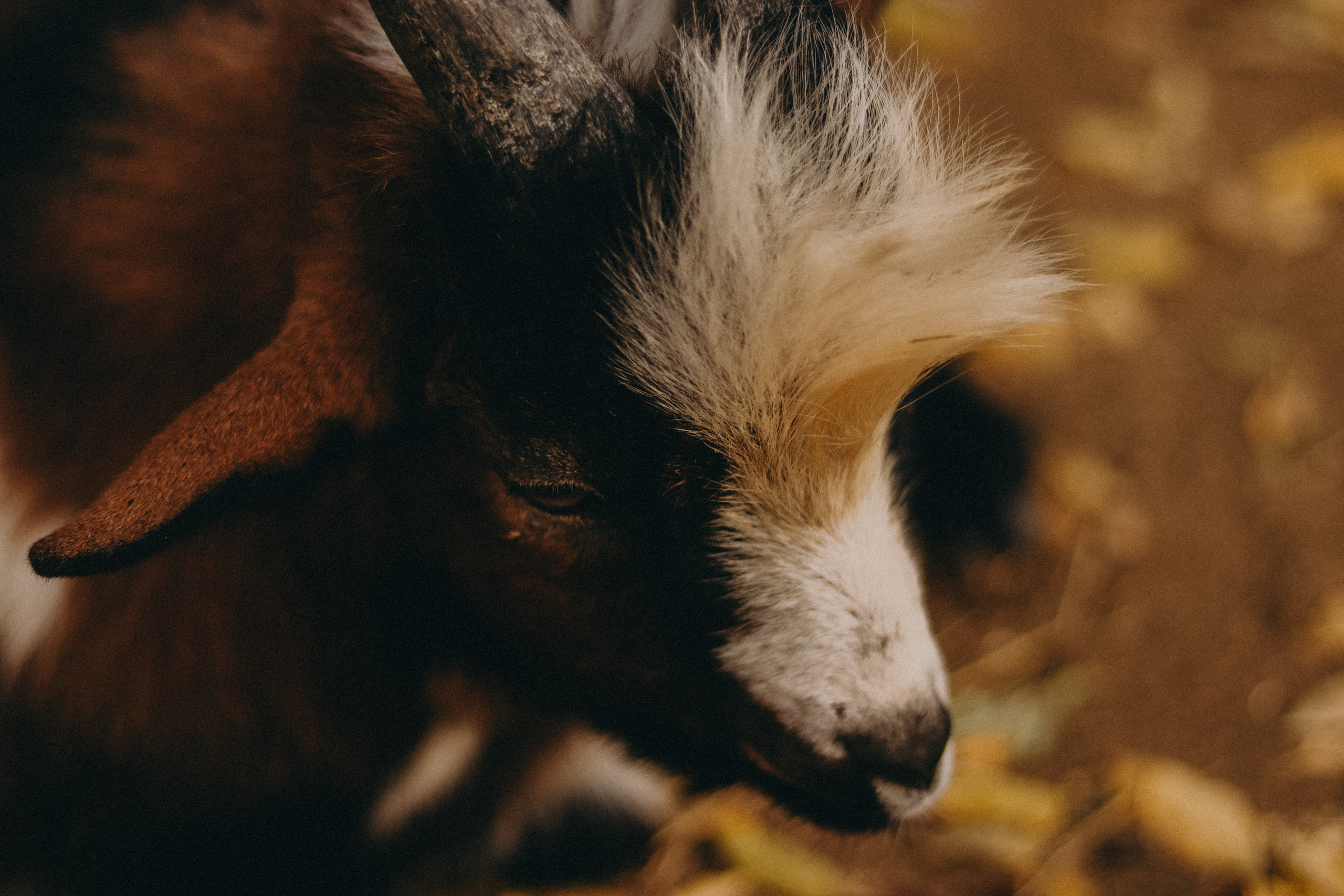 Attica Zoo, Greece, November 2021. Photographer in Israel Alice Milchin