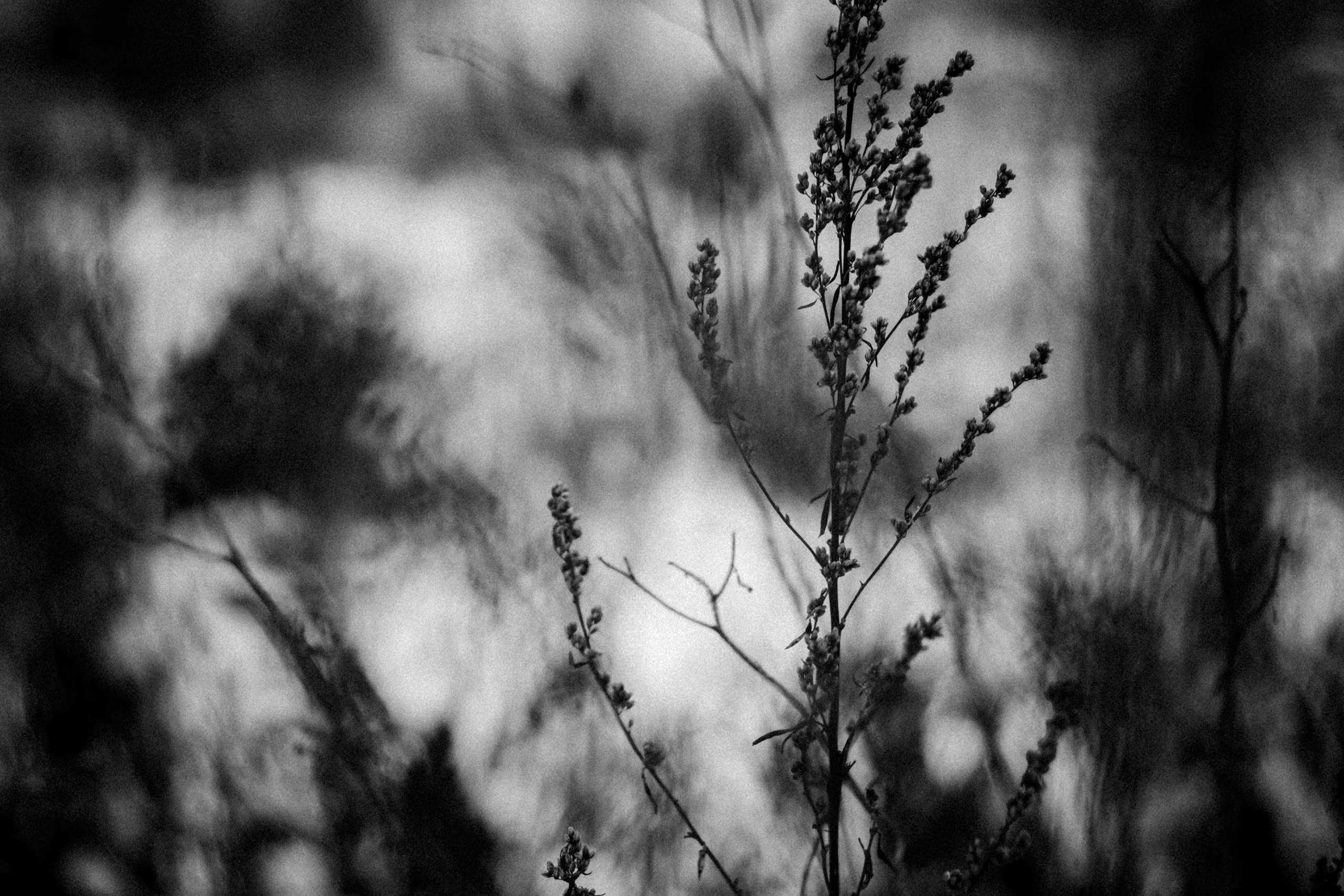 Russian nature, June 2020. Photographer in Israel Alice Milchin