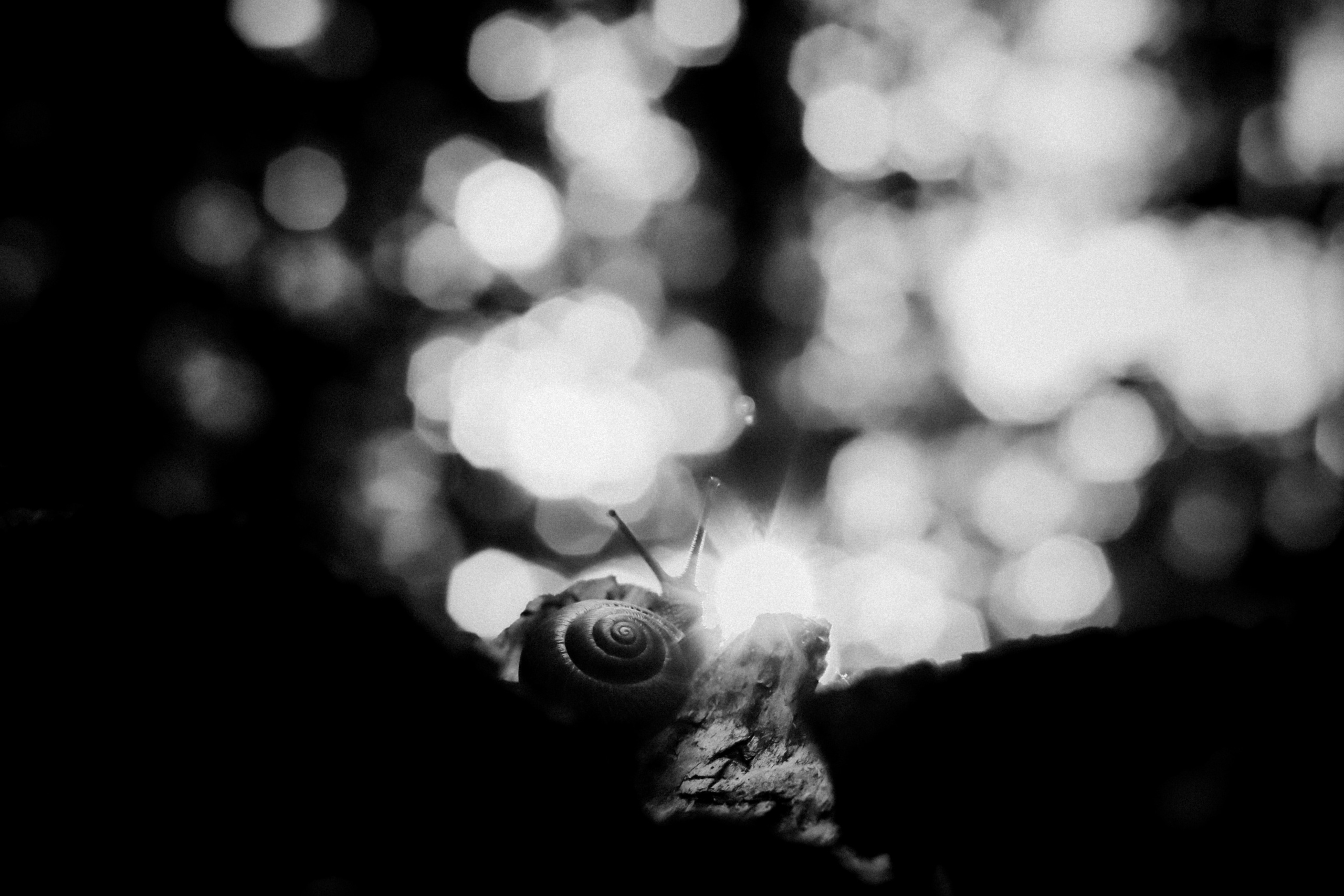 Russian nature, June 2020. Photographer in Israel Alice Milchin