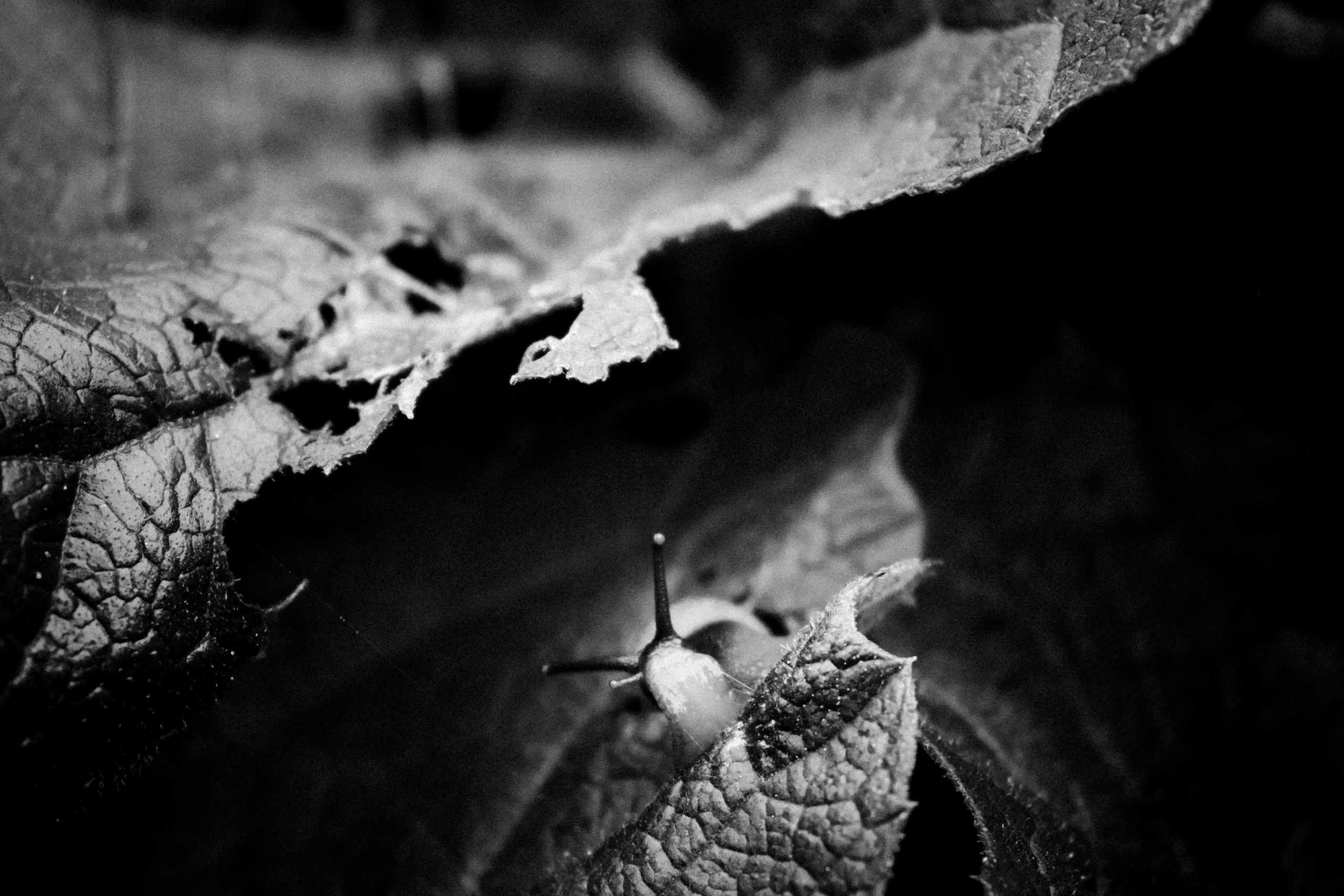 Russian nature, June 2020. Photographer in Israel Alice Milchin