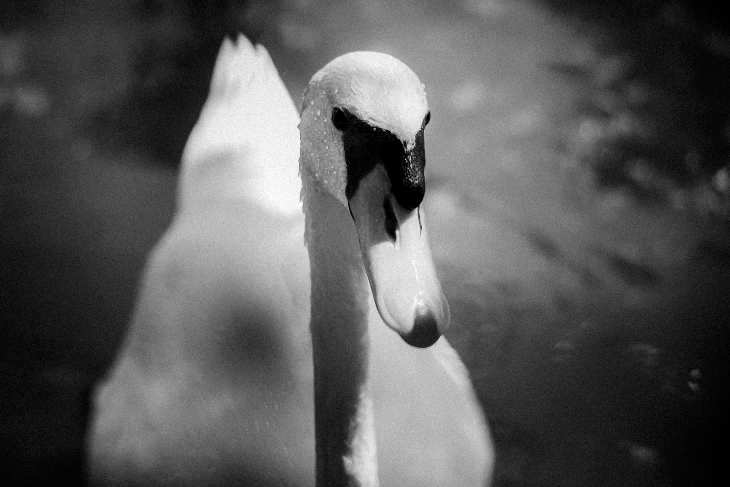 Limassol Zoo, Cyprus, August 2021. Photographer in Israel Alice Milchin