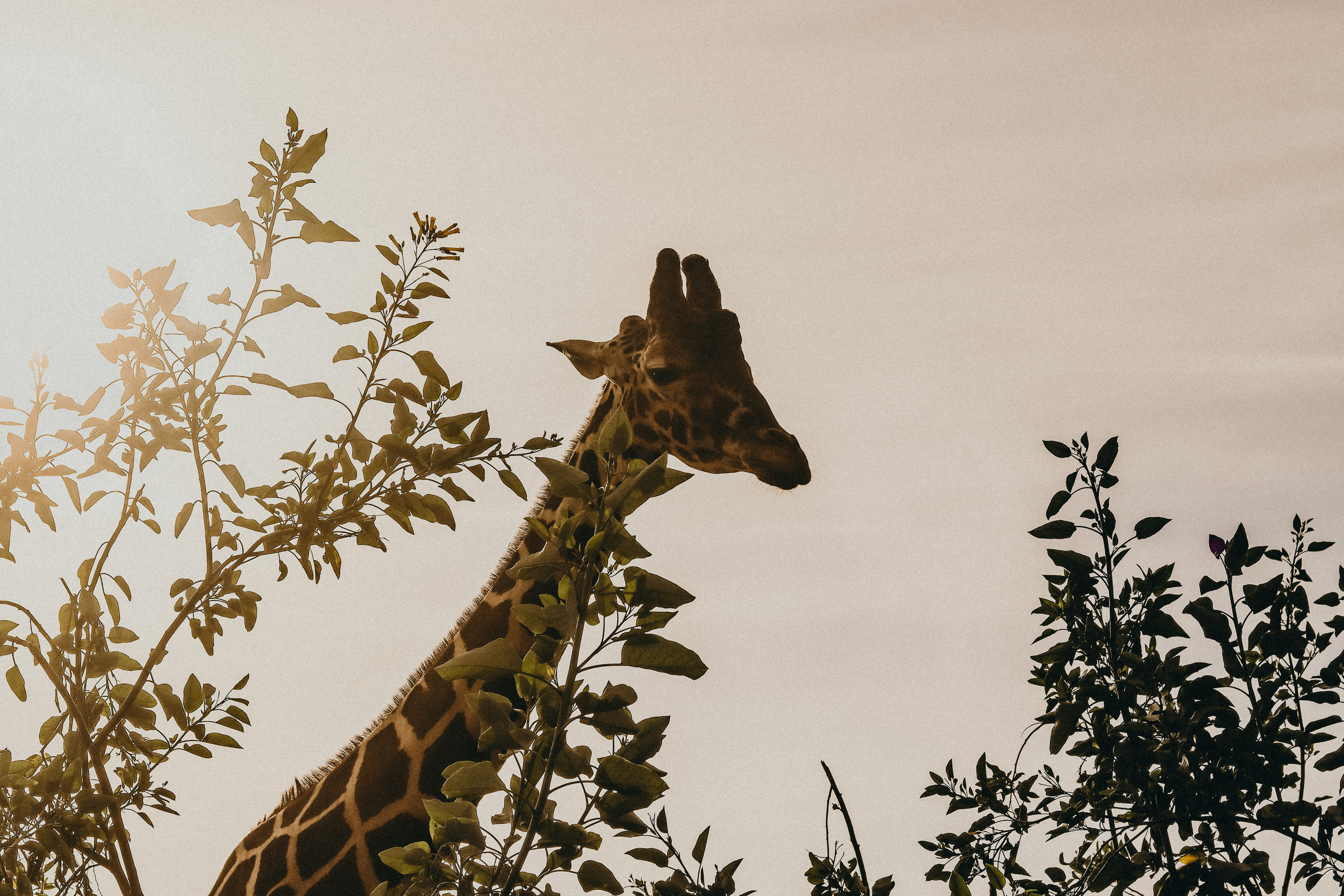 Attica Zoo, Greece, November 2021. Photographer in Israel Alice Milchin