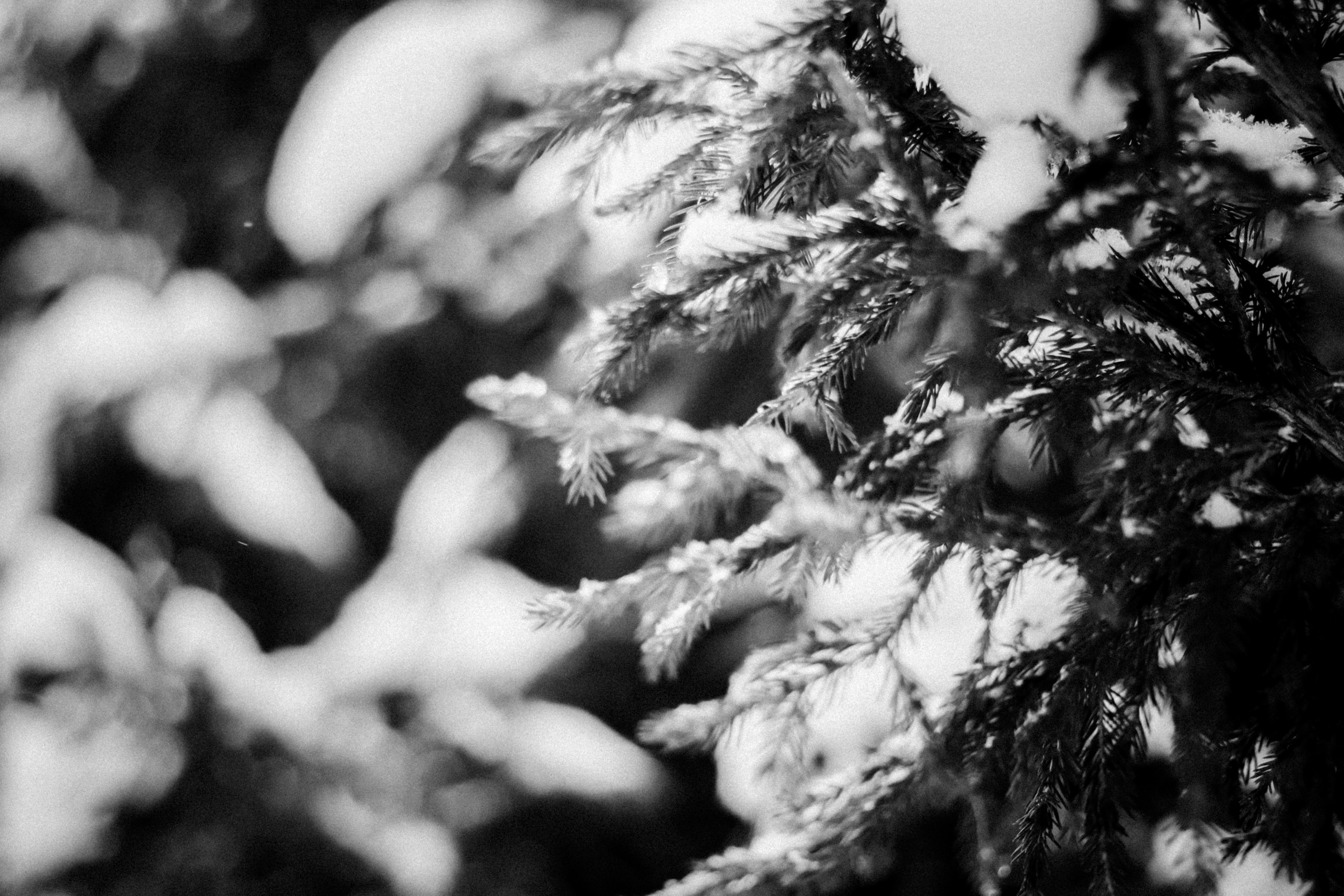 Russian nature, June 2020. Photographer in Israel Alice Milchin