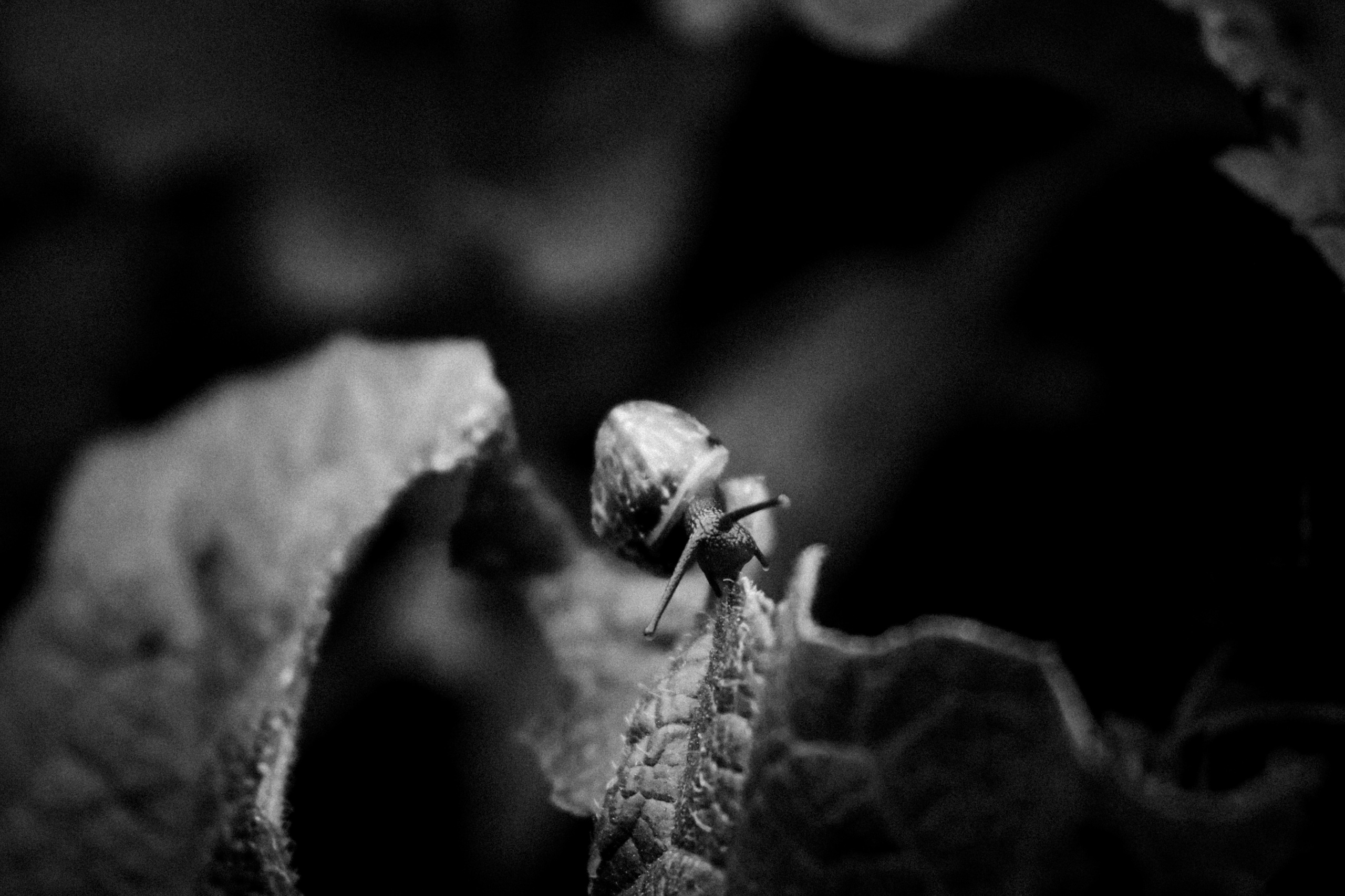 Russian nature, June 2020. Photographer in Israel Alice Milchin