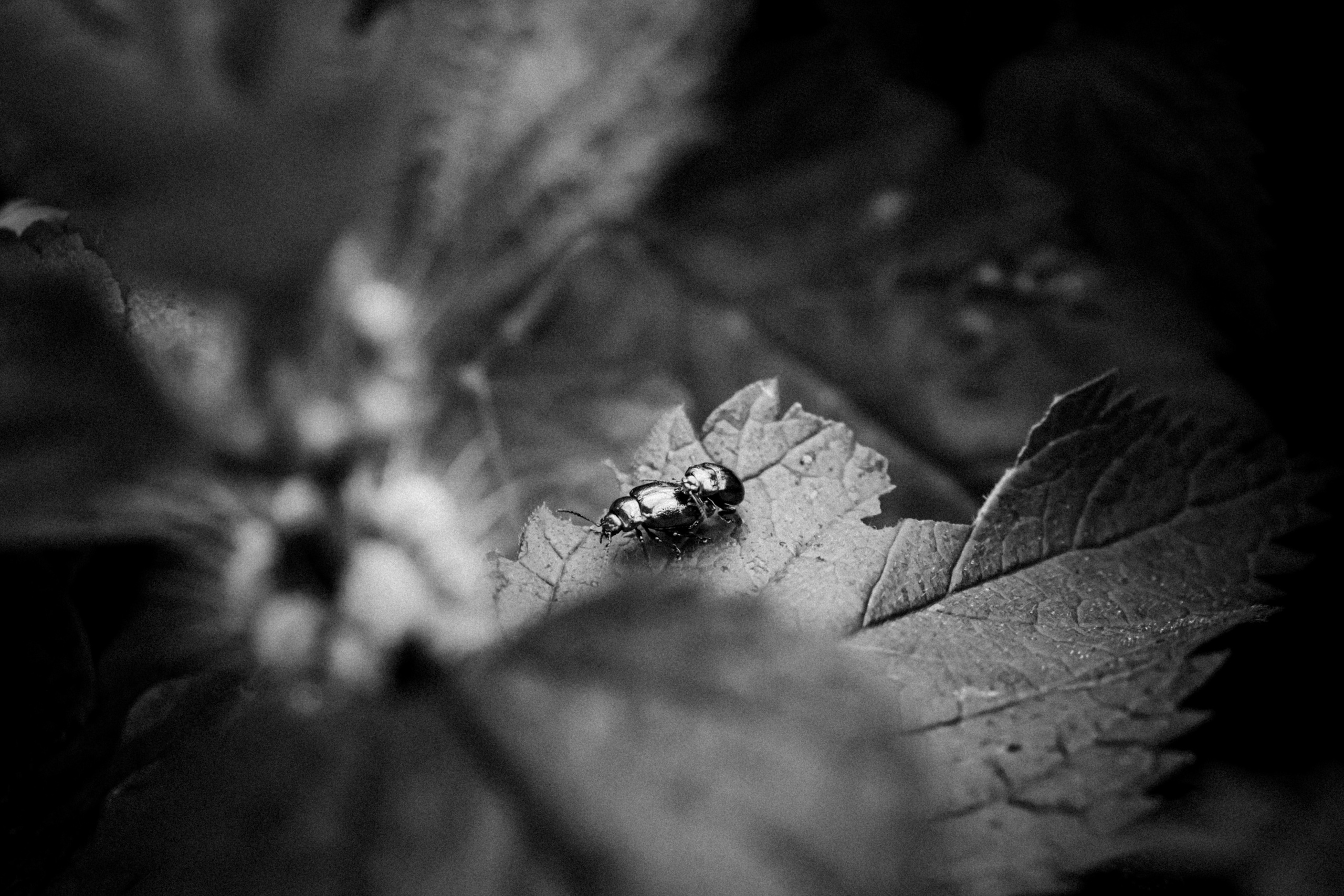 Russian nature, June 2020. Photographer in Israel Alice Milchin
