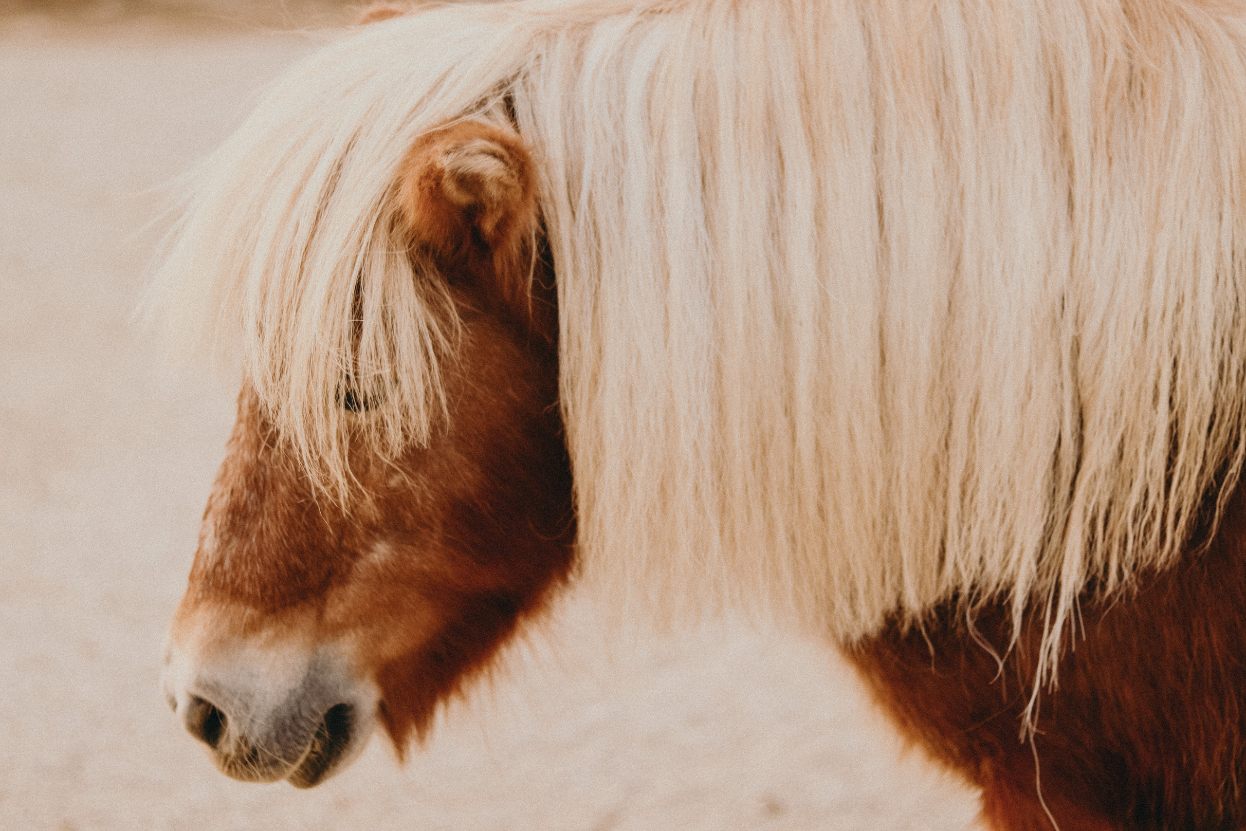 Attica Zoo, Greece, November 2021. Photographer in Israel Alice Milchin