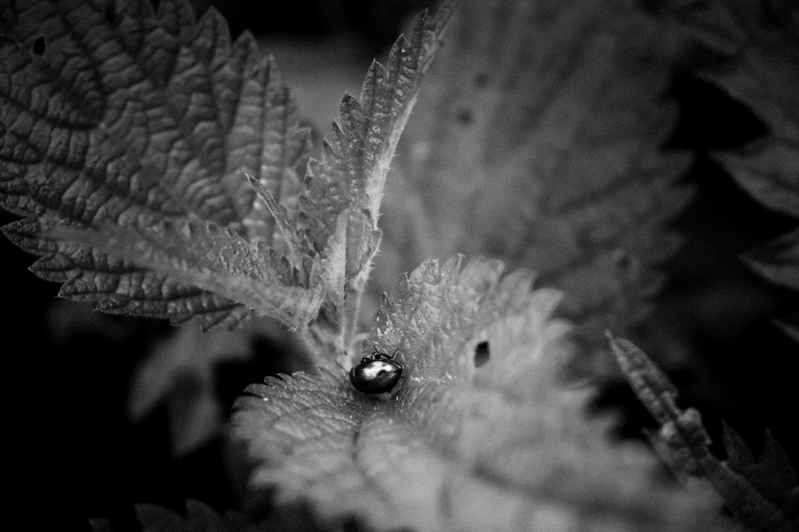 Russian nature, June 2020. Photographer in Israel Alice Milchin