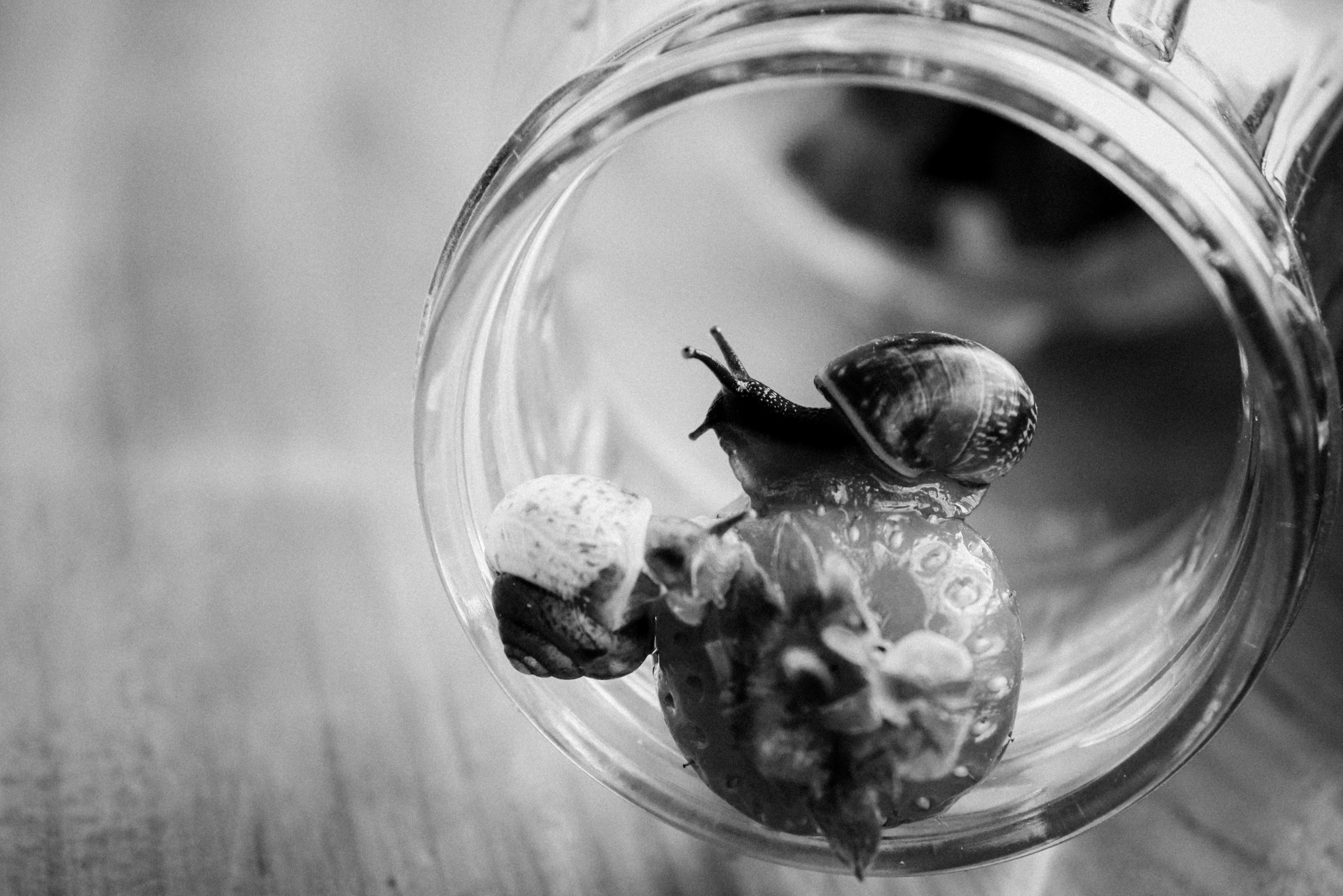 Russian nature, June 2020. Photographer in Israel Alice Milchin