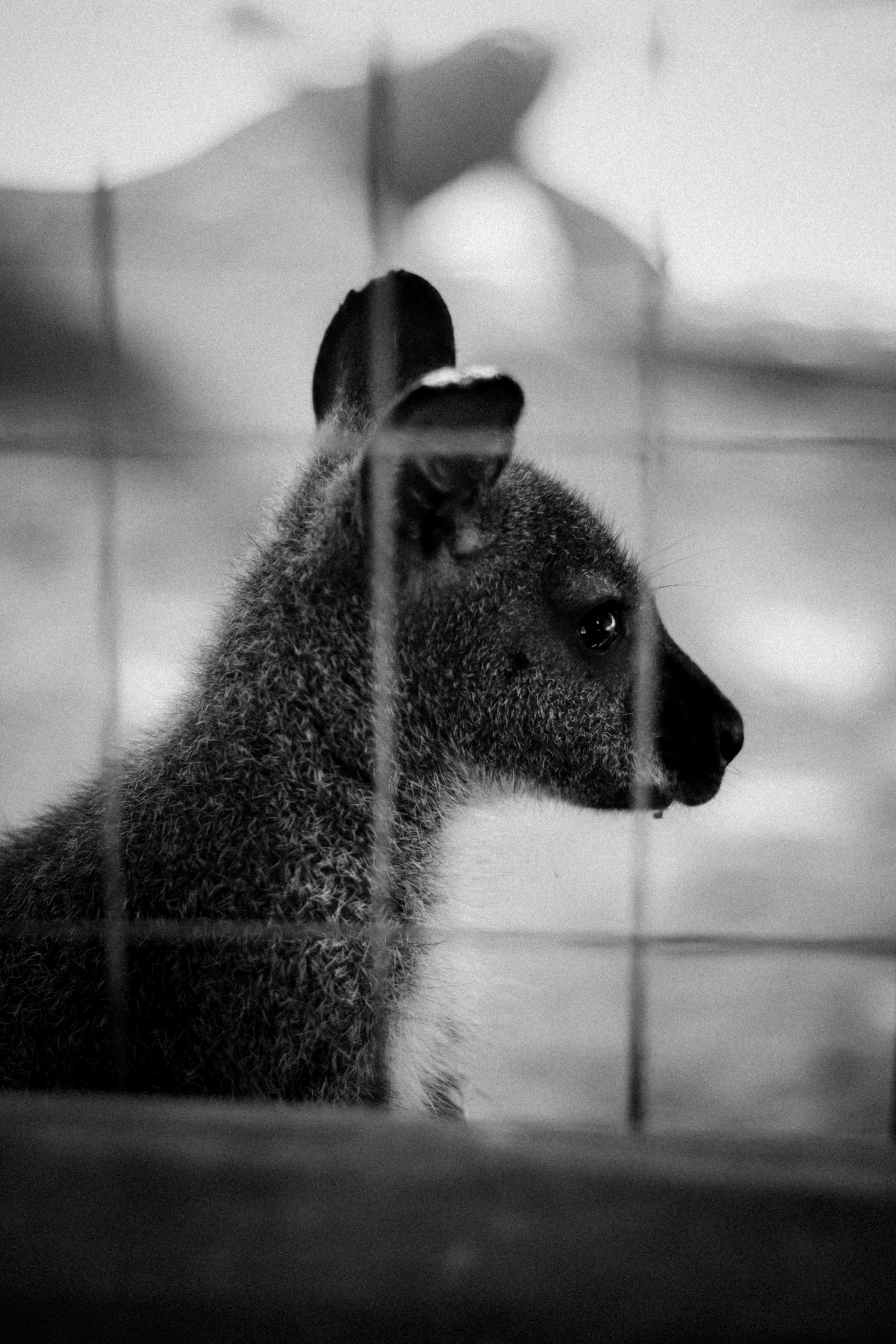 Limassol Zoo, Cyprus, August 2021. Photographer in Israel Alice Milchin