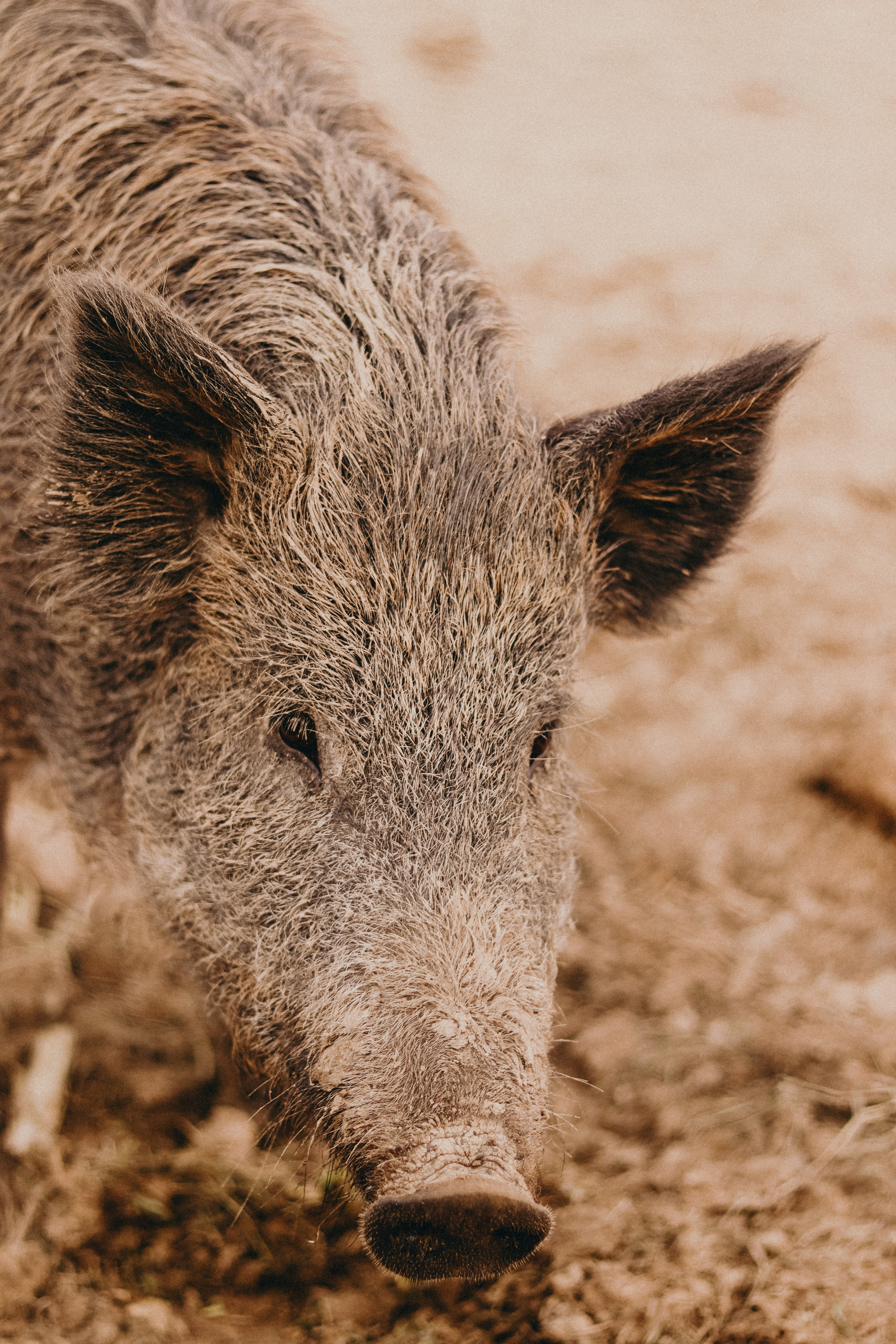 Attica Zoo, Greece, November 2021. Photographer in Israel Alice Milchin