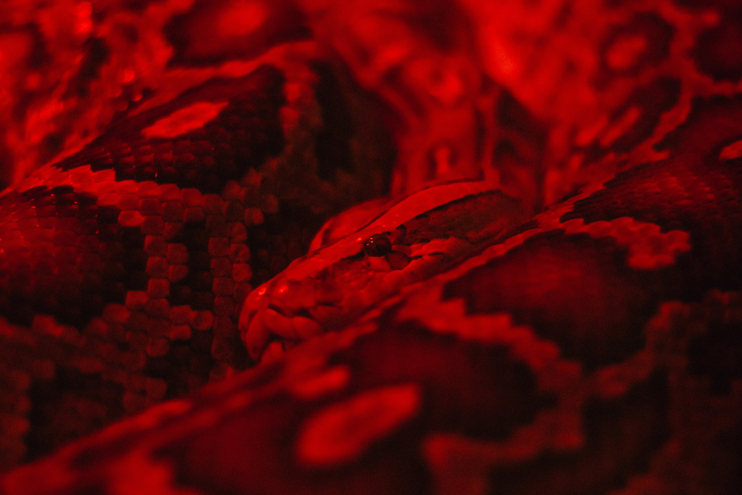 Attica Zoo, Greece, November 2021. Photographer in Israel Alice Milchin