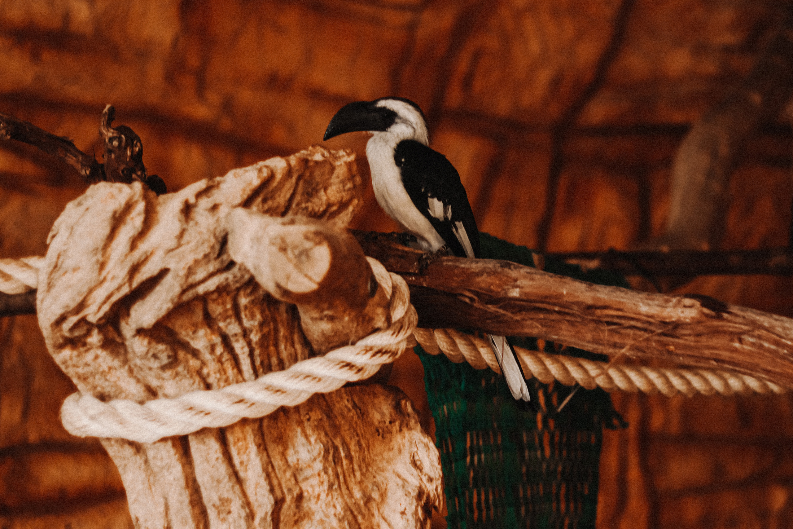 Attica Zoo, Greece, November 2021. Photographer in Israel Alice Milchin