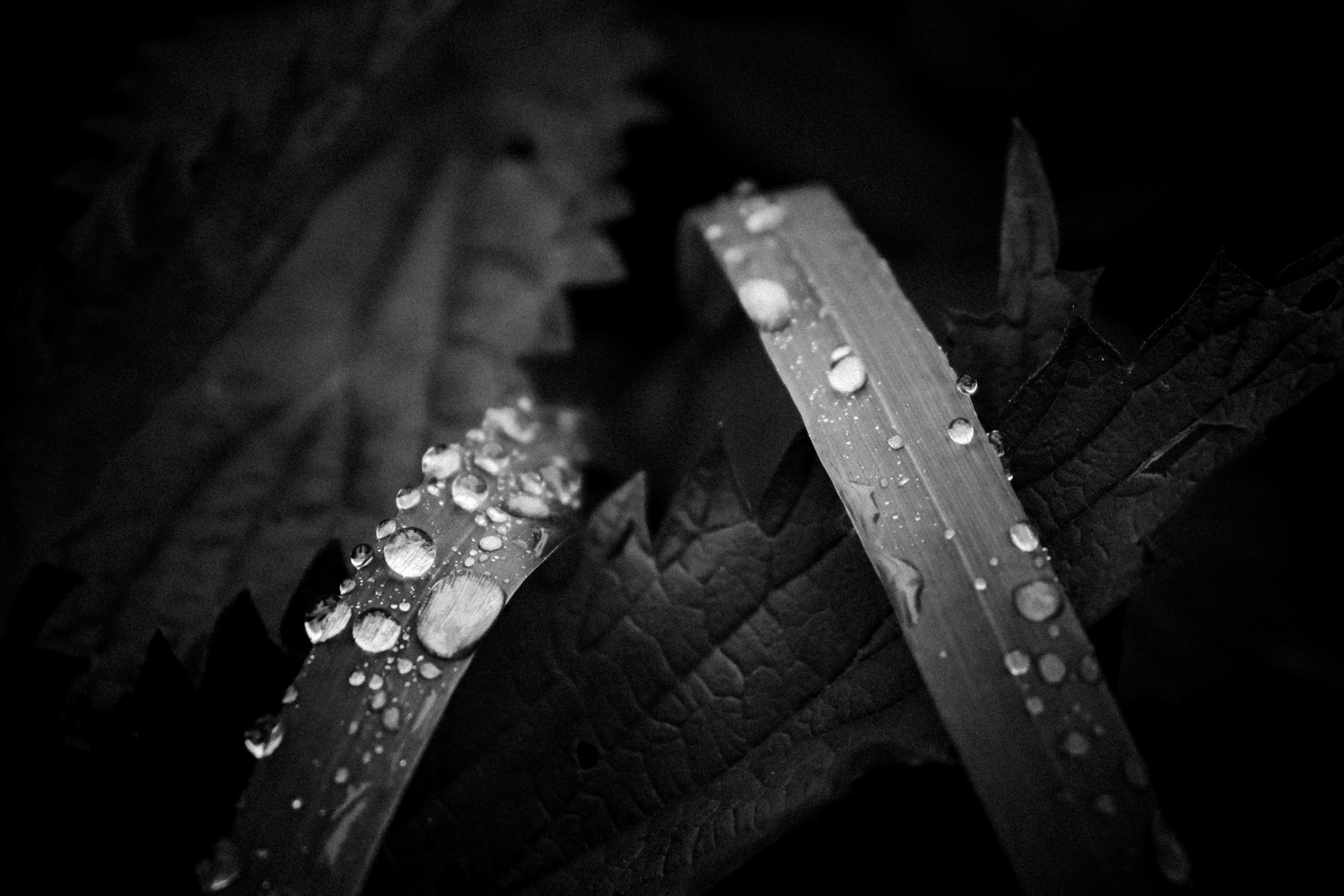 Russian nature, June 2020. Photographer in Israel Alice Milchin