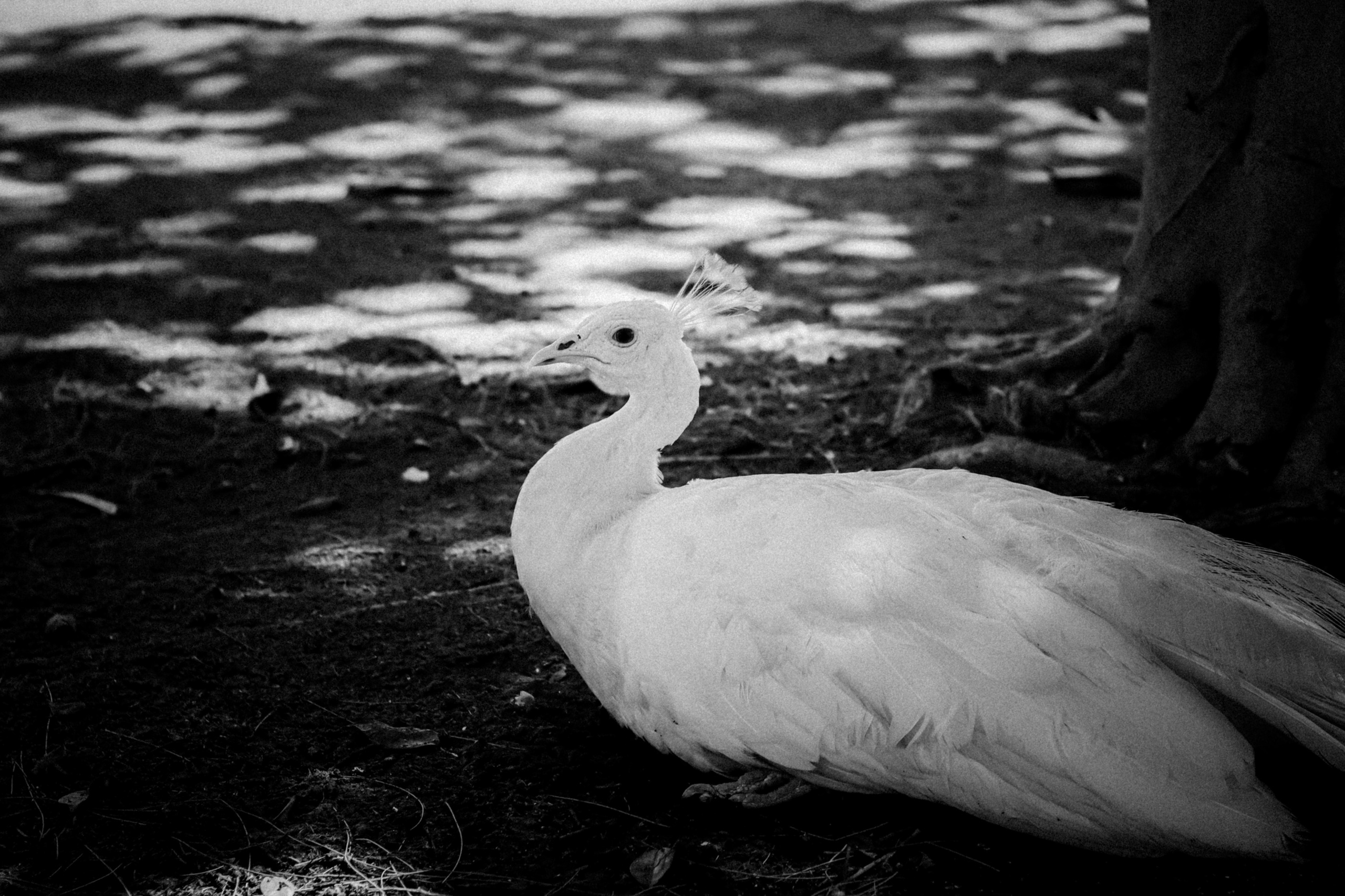 Limassol Zoo, Cyprus, August 2021. Photographer in Israel Alice Milchin