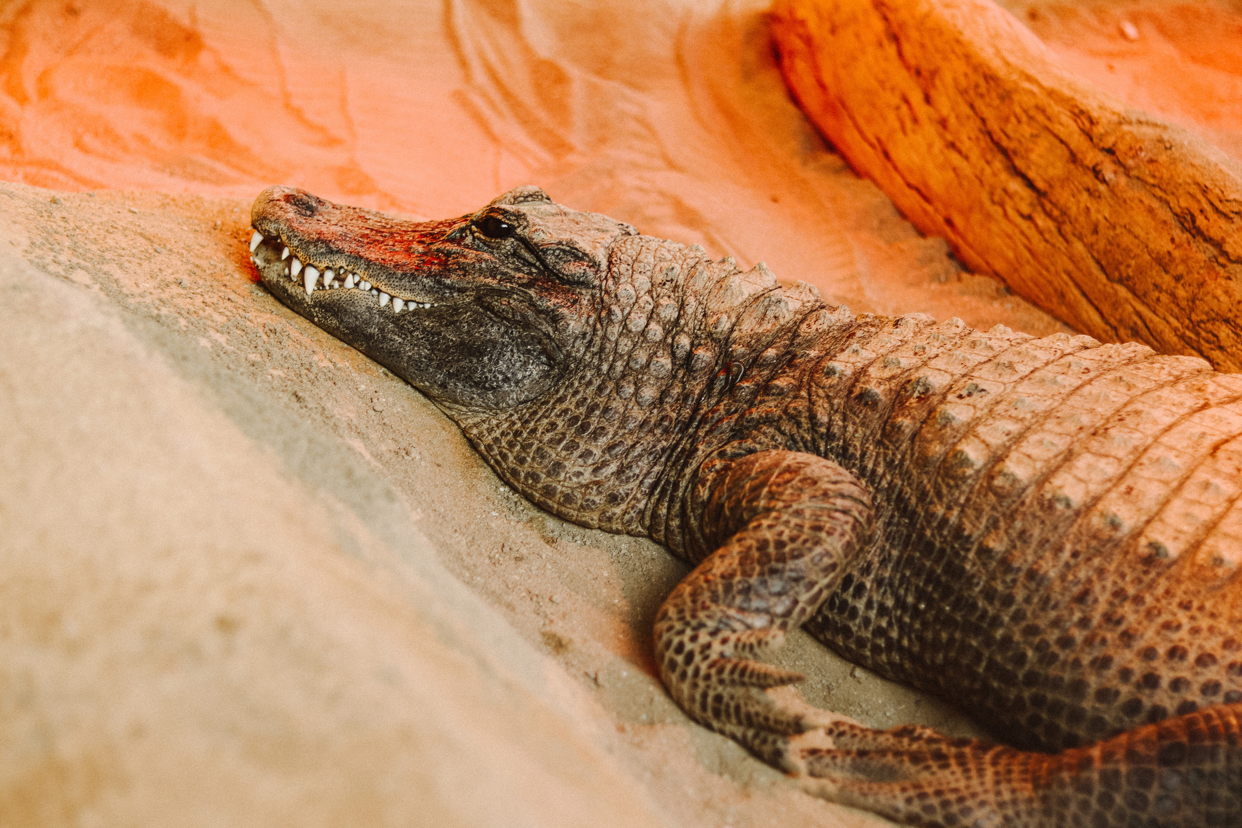 Attica Zoo, Greece, November 2021. Photographer in Israel Alice Milchin