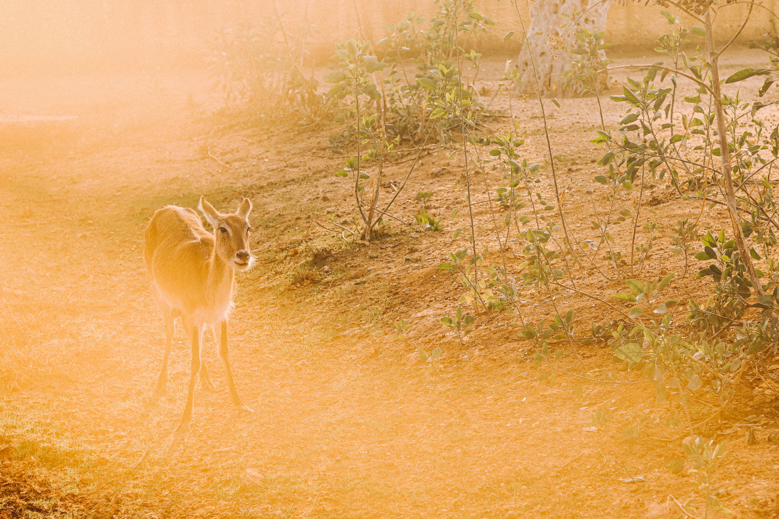 Attica Zoo, Greece, November 2021. Photographer in Israel Alice Milchin