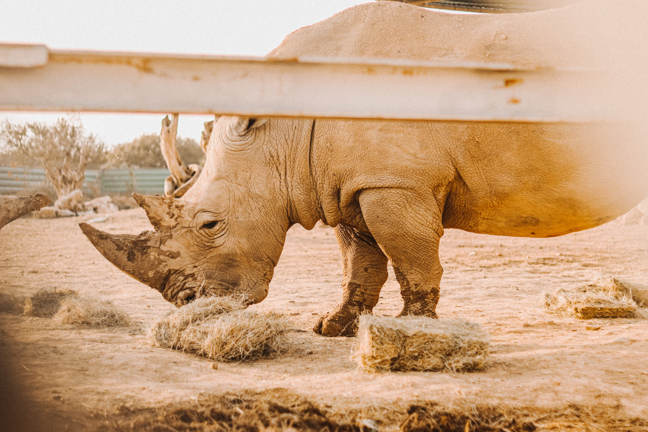 Attica Zoo, Greece, November 2021. Photographer in Israel Alice Milchin