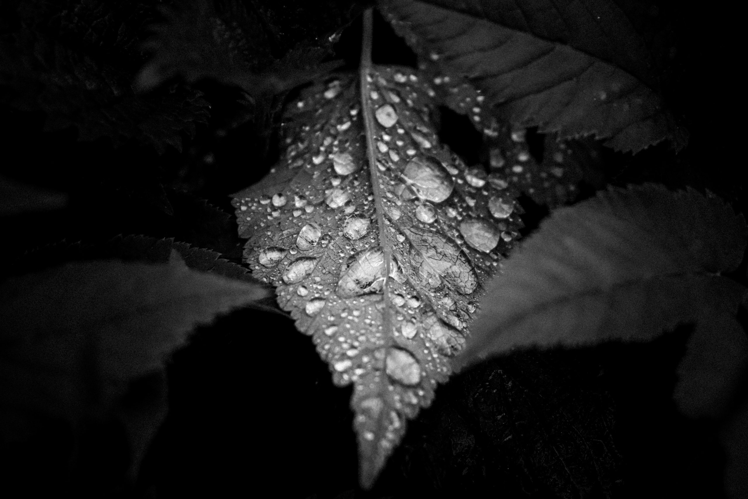 Russian nature, June 2020. Photographer in Israel Alice Milchin