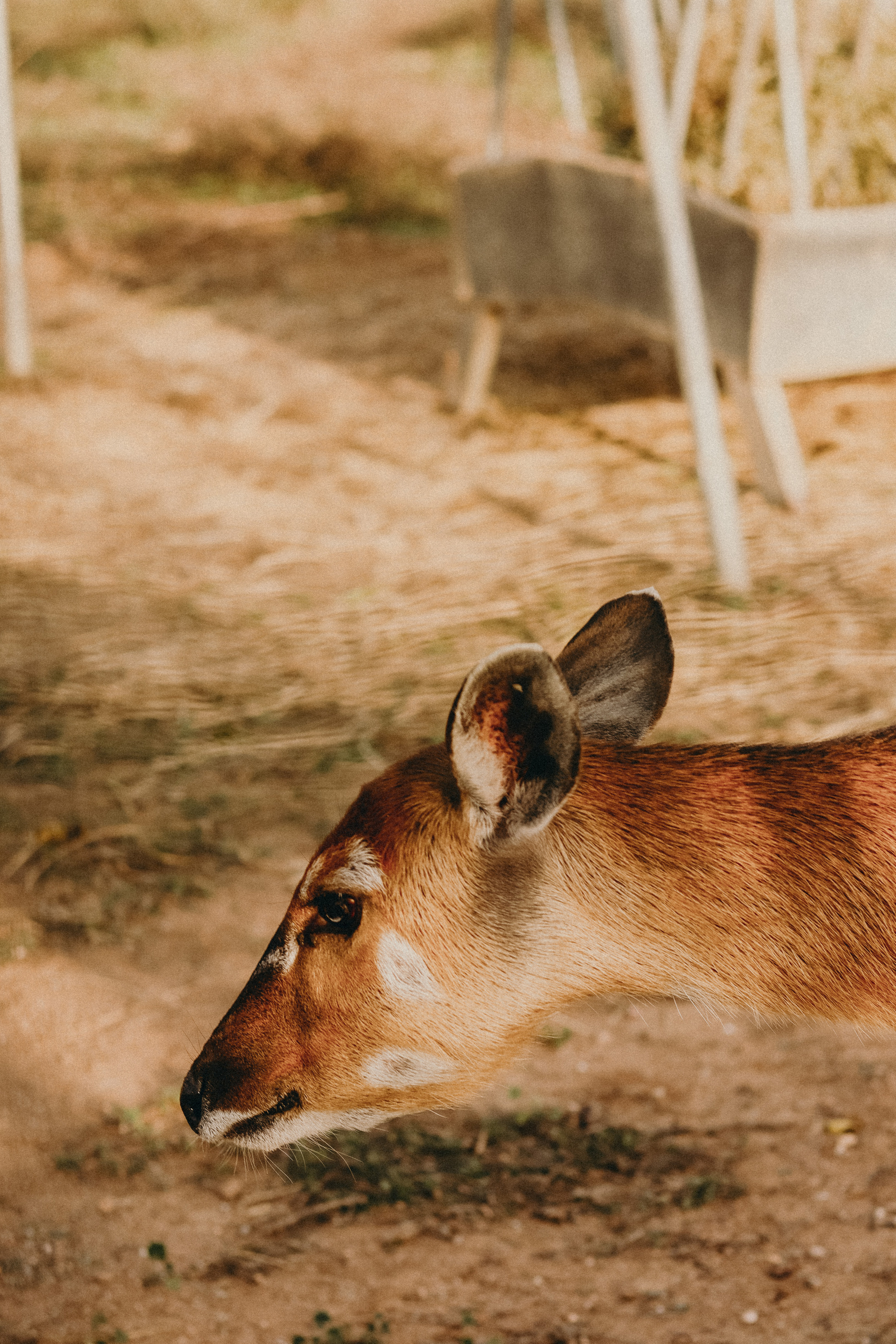Attica Zoo, Greece, November 2021. Photographer in Israel Alice Milchin