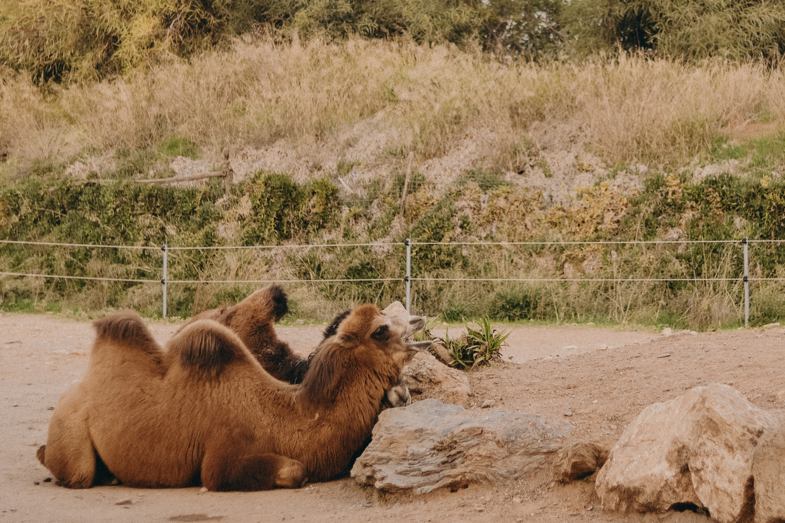 Attica Zoo, Greece, November 2021. Photographer in Israel Alice Milchin