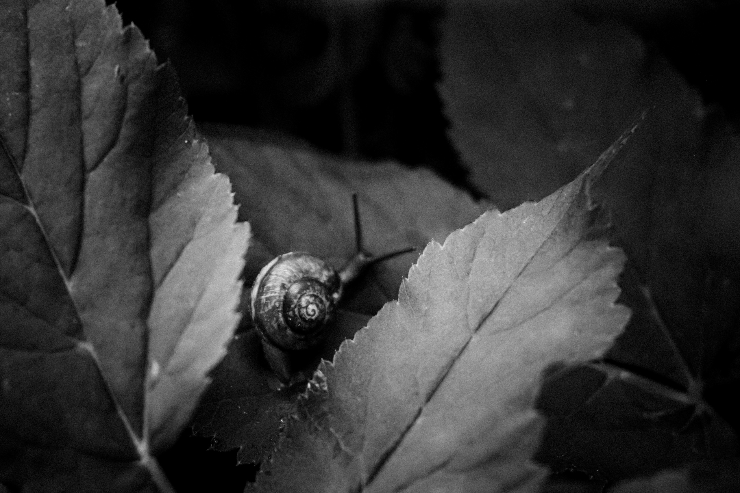 Russian nature, June 2020. Photographer in Israel Alice Milchin