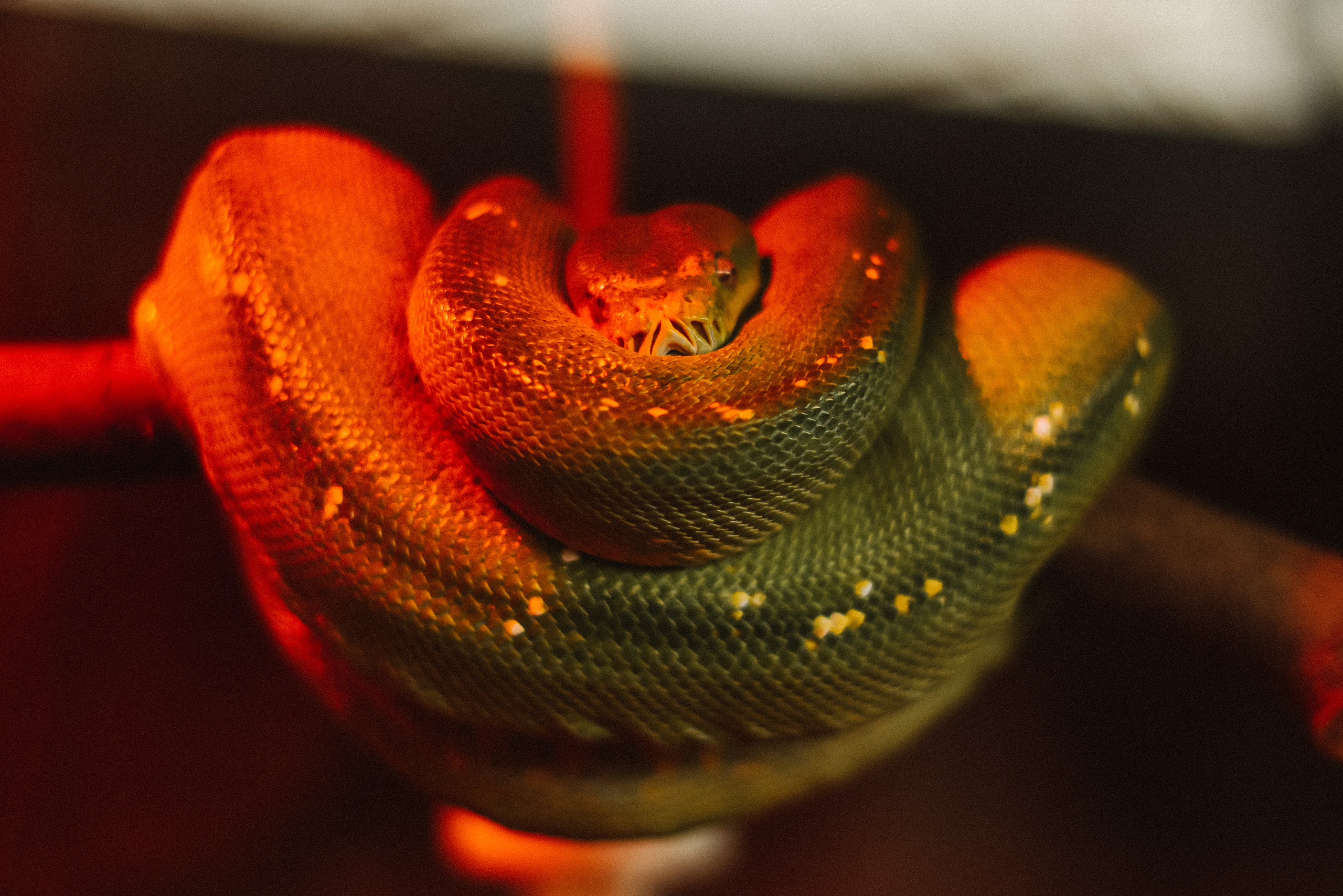 Attica Zoo, Greece, November 2021. Photographer in Israel Alice Milchin