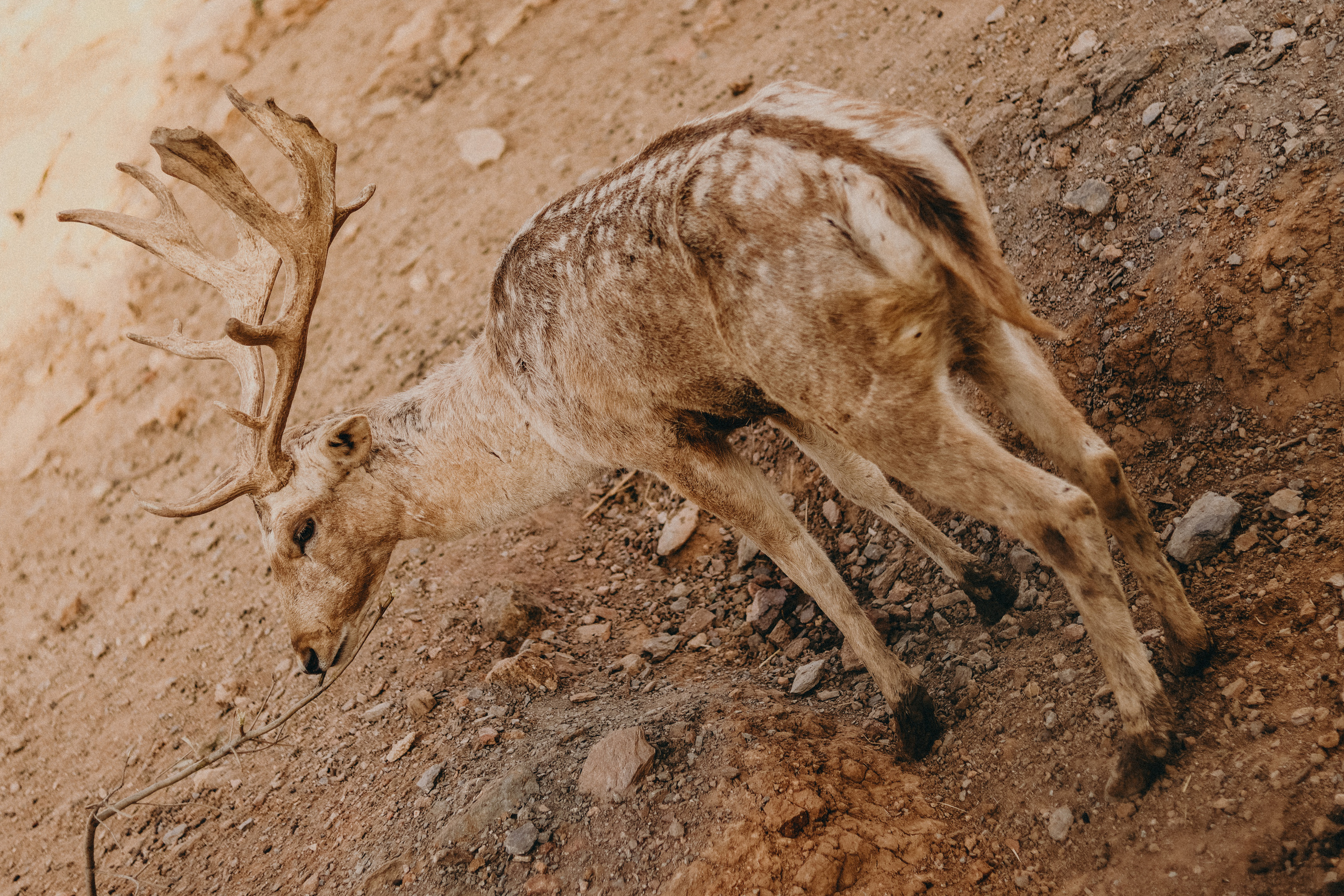 Attica Zoo, Greece, November 2021. Photographer in Israel Alice Milchin