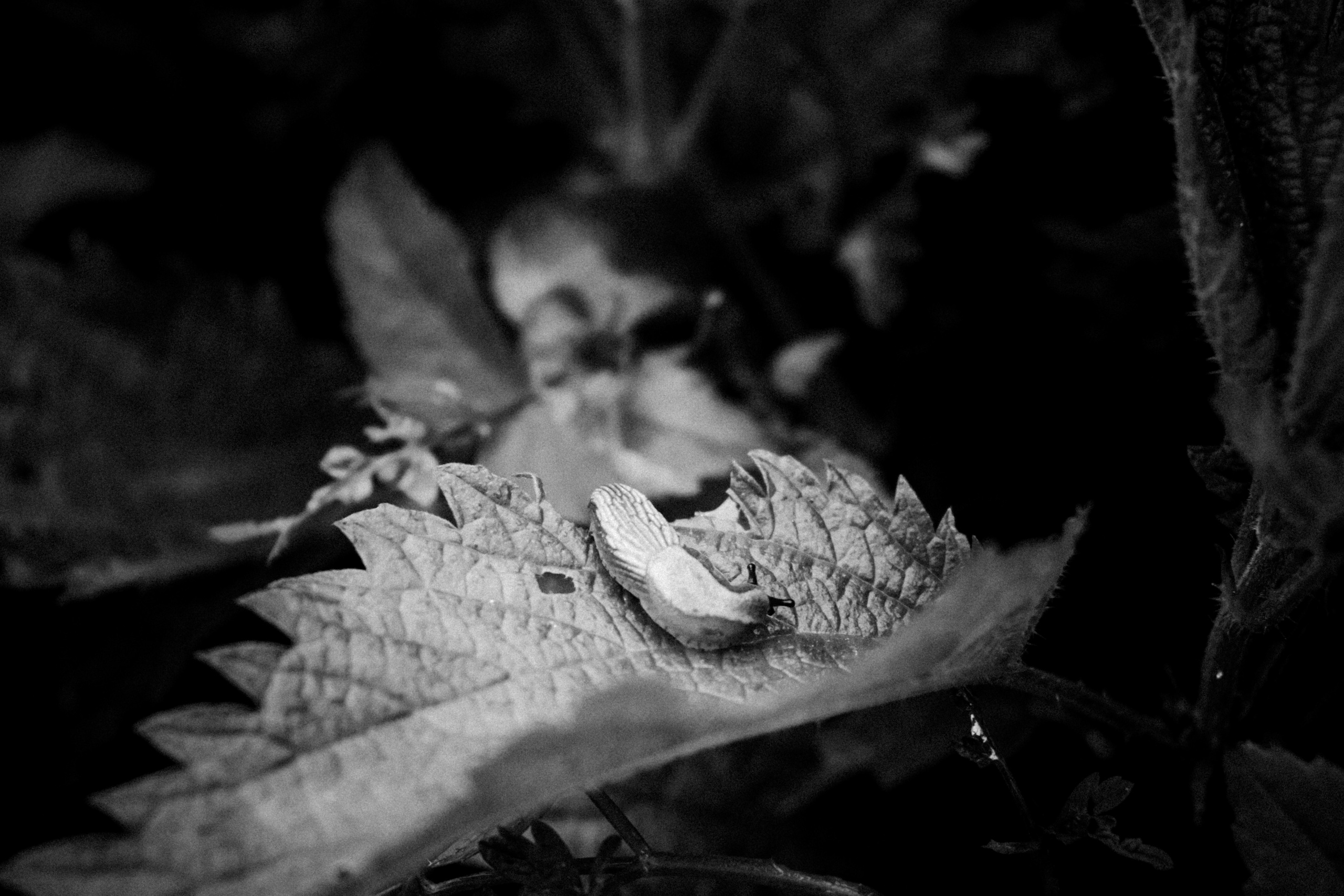 Russian nature, June 2020. Photographer in Israel Alice Milchin