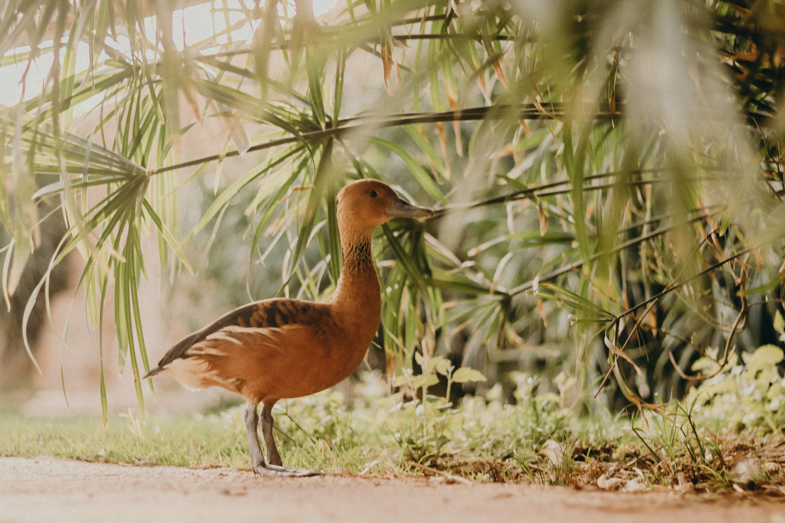 Attica Zoo, Greece, November 2021. Photographer in Israel Alice Milchin