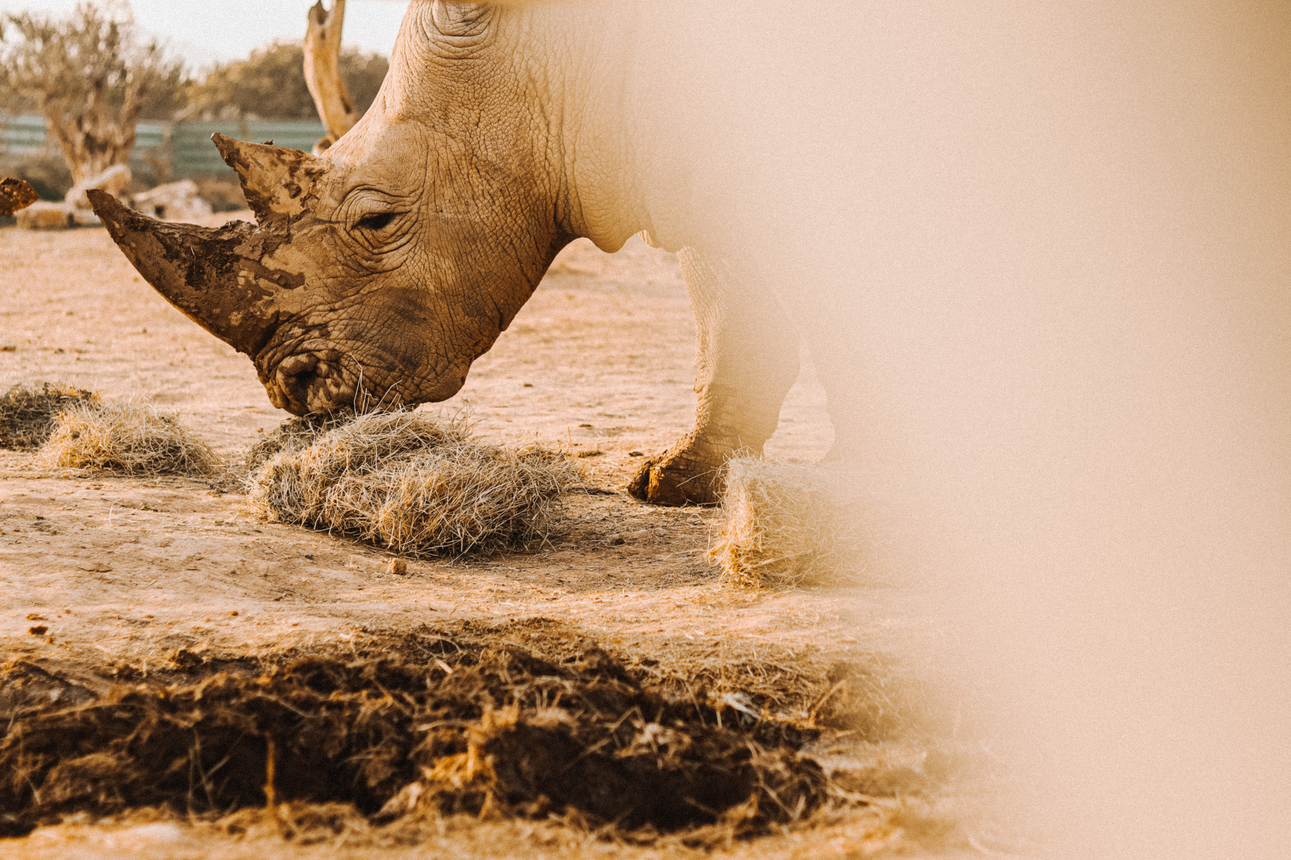 Attica Zoo, Greece, November 2021. Photographer in Israel Alice Milchin
