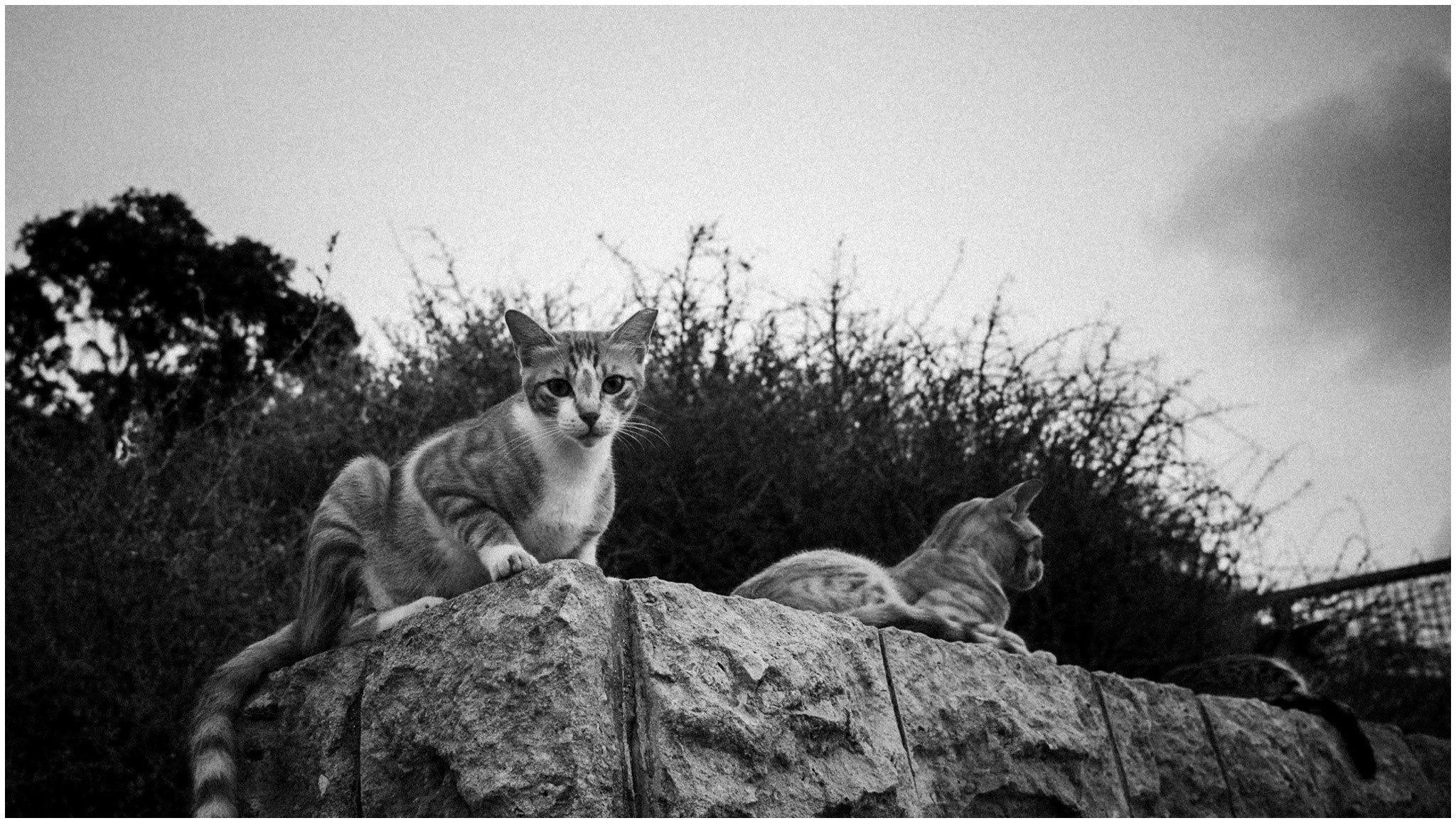 Summer in Israel, 2022. Photographer in Israel Alice Milchin