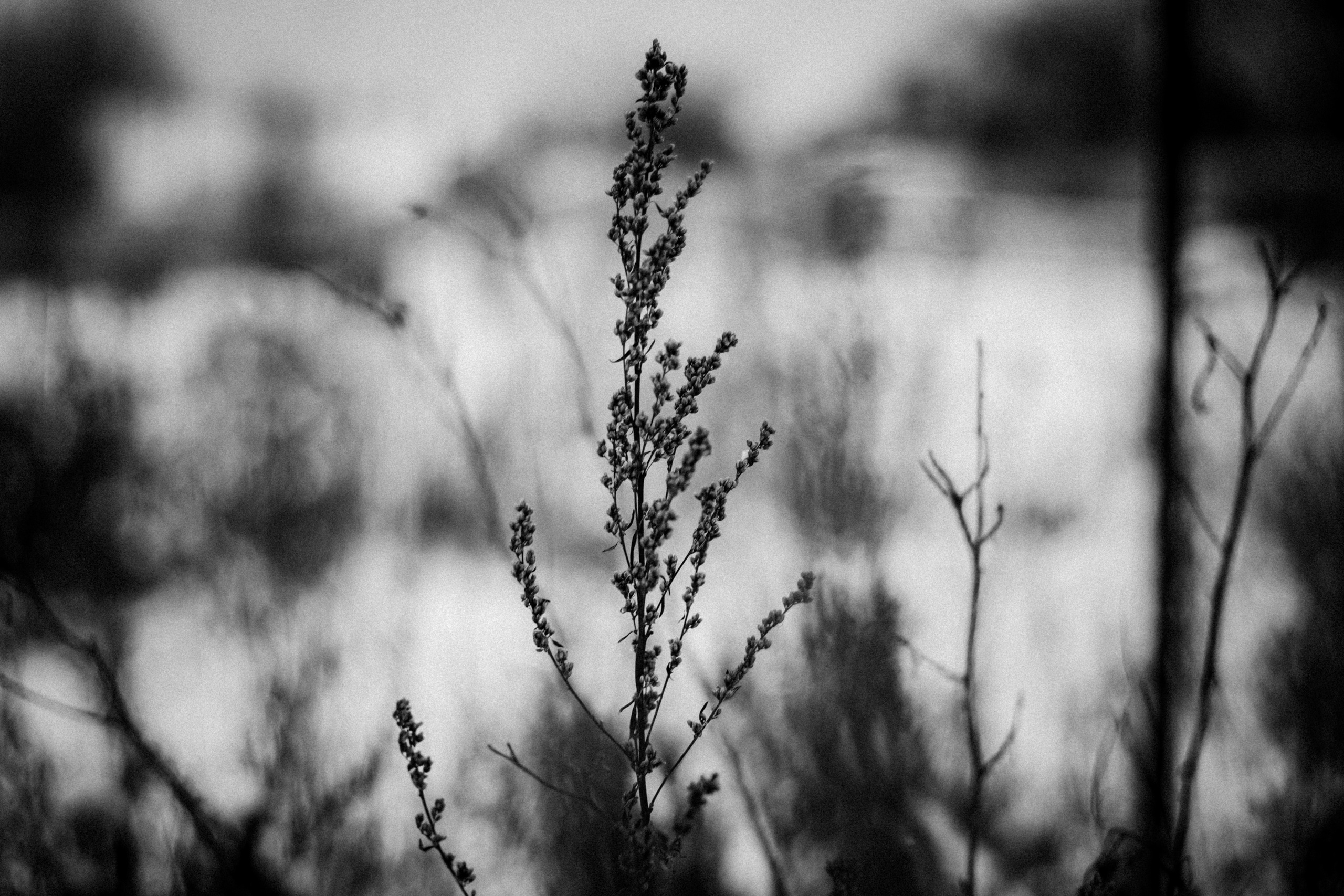 Russian nature, June 2020. Photographer in Israel Alice Milchin