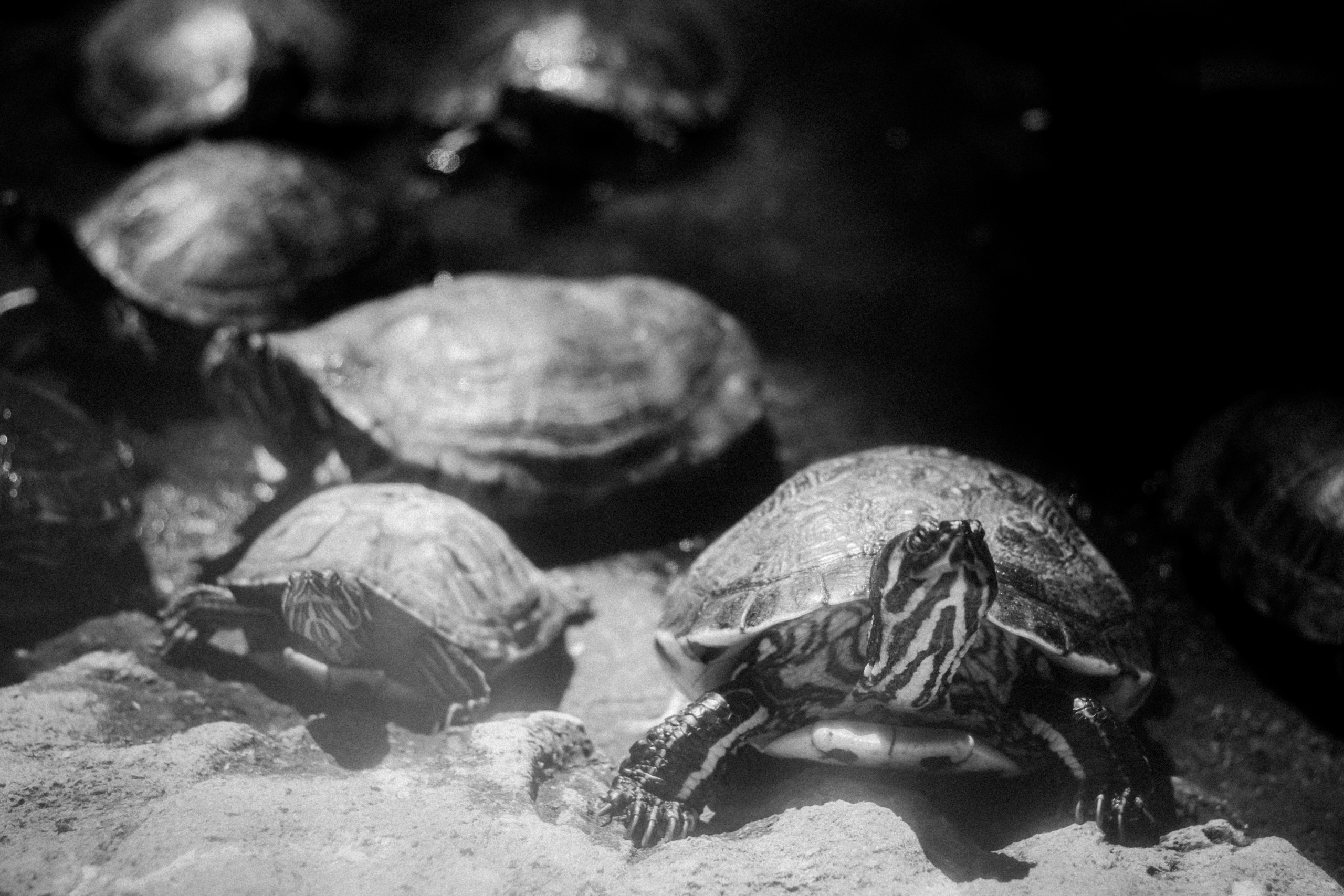 Limassol Zoo, Cyprus, August 2021. Photographer in Israel Alice Milchin