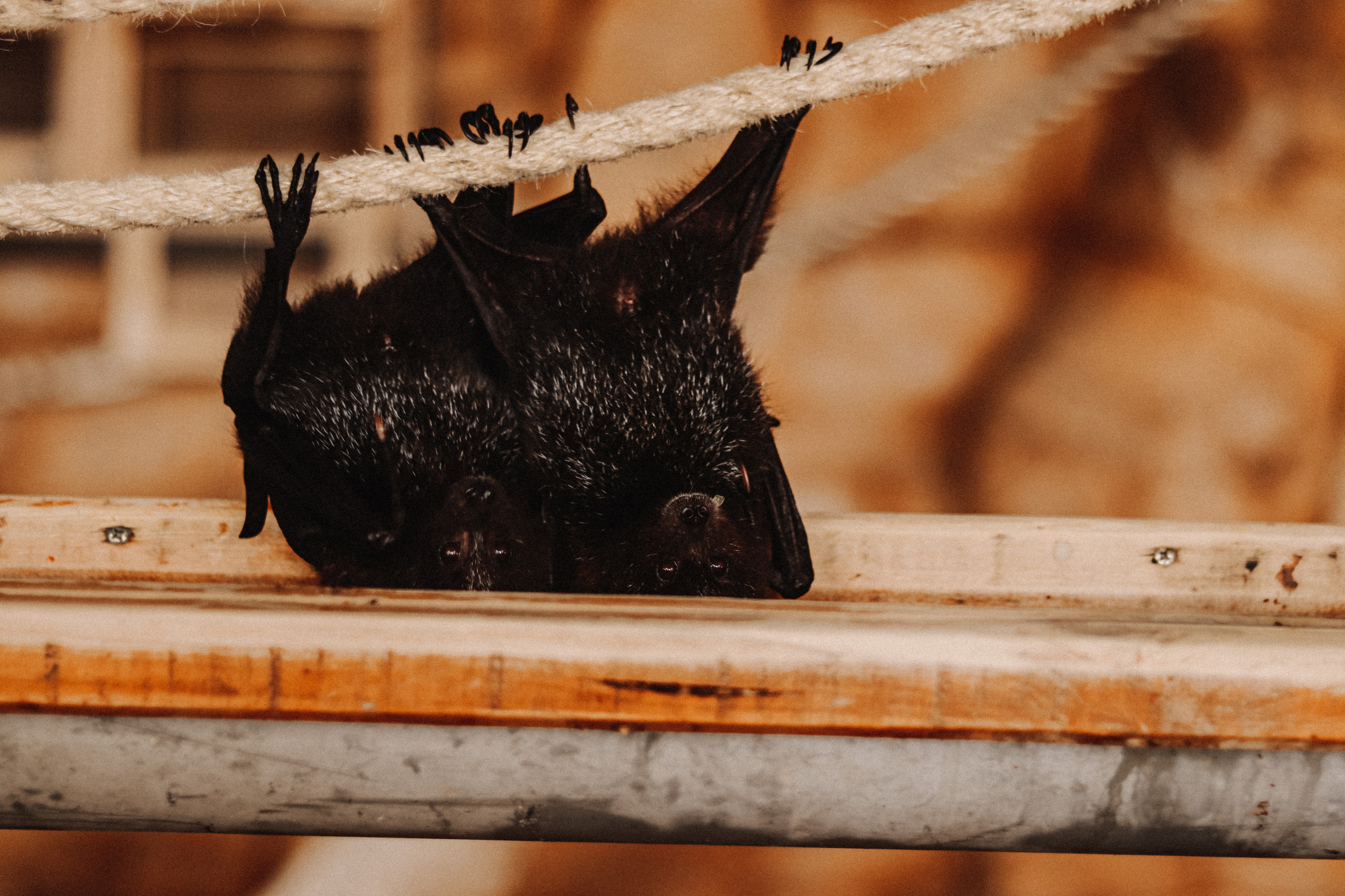 Attica Zoo, Greece, November 2021. Photographer in Israel Alice Milchin