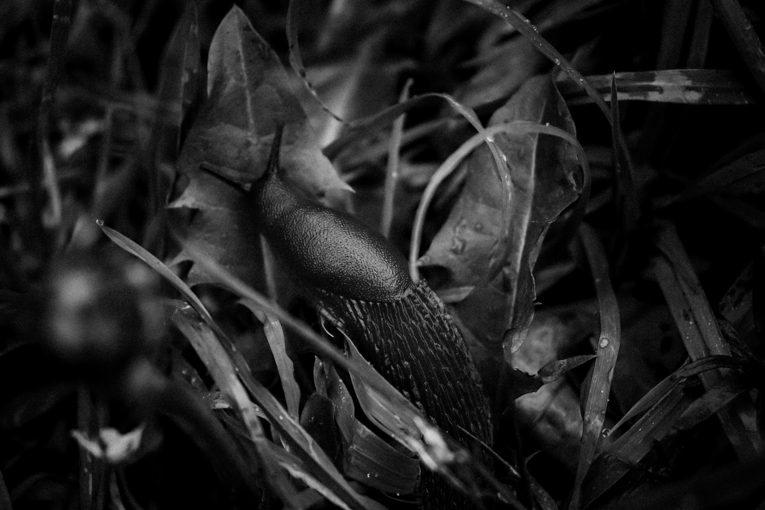 Russian nature, June 2020. Photographer in Israel Alice Milchin