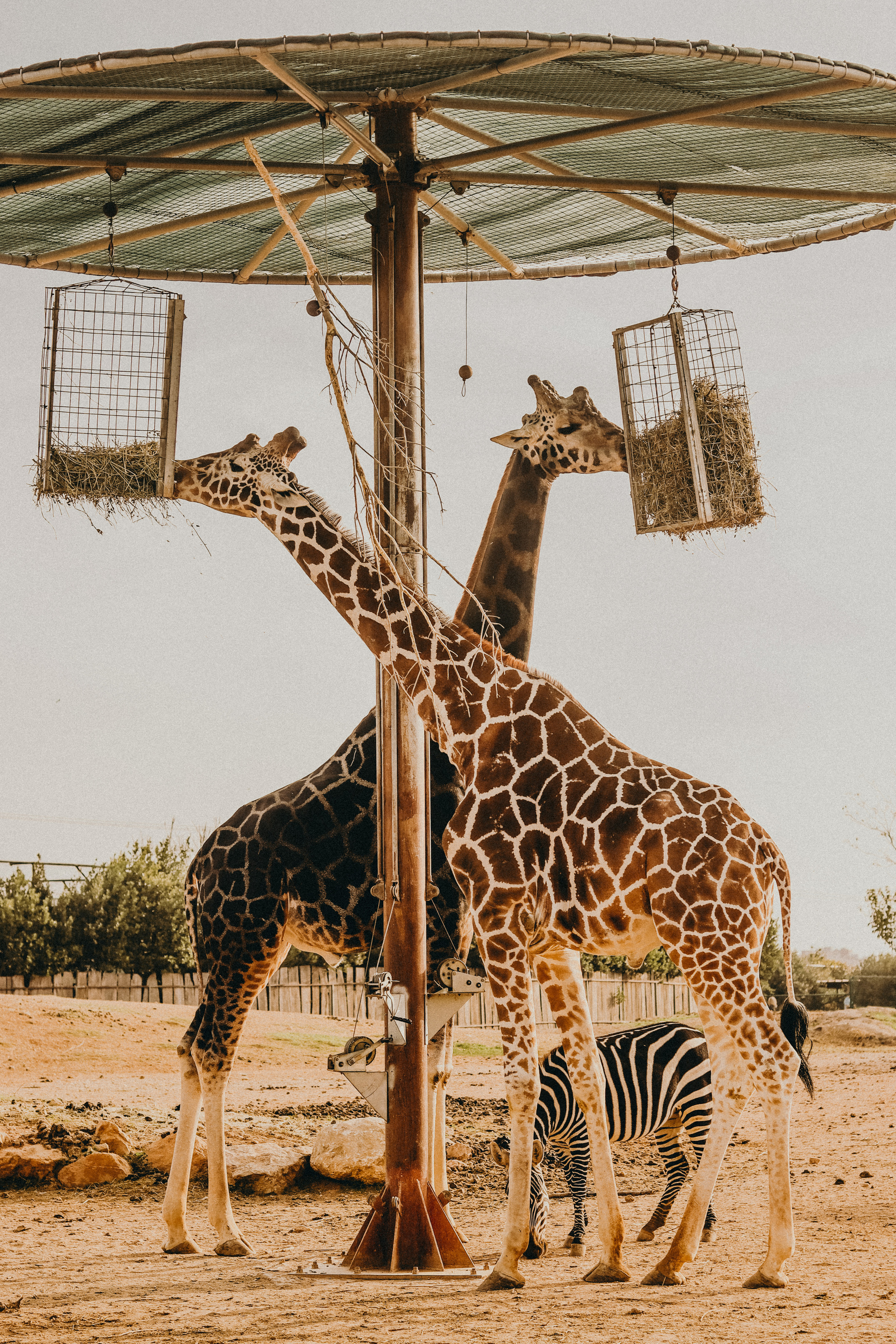 Attica Zoo, Greece, November 2021. Photographer in Israel Alice Milchin