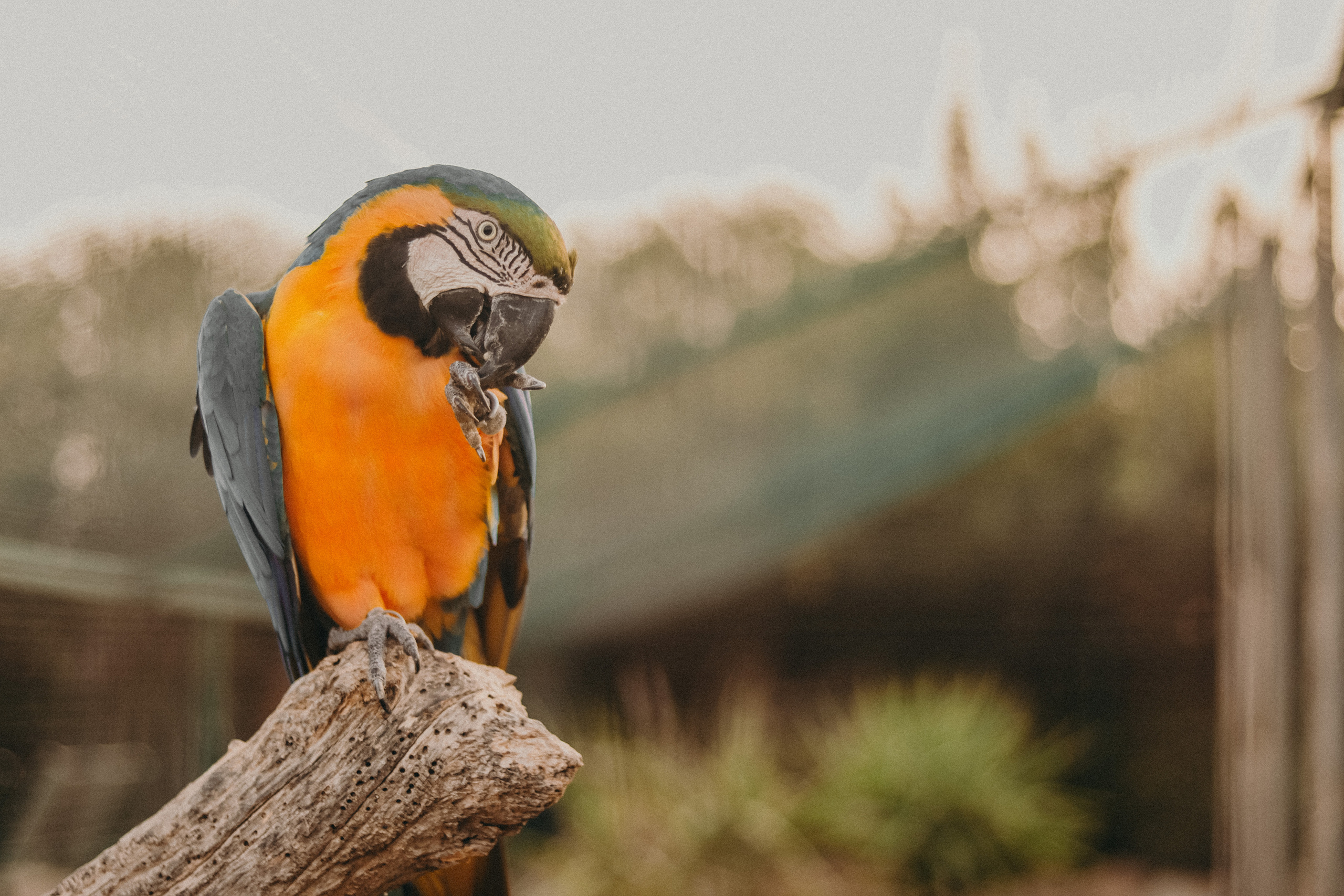 Attica Zoo, Greece, November 2021. Photographer in Israel Alice Milchin