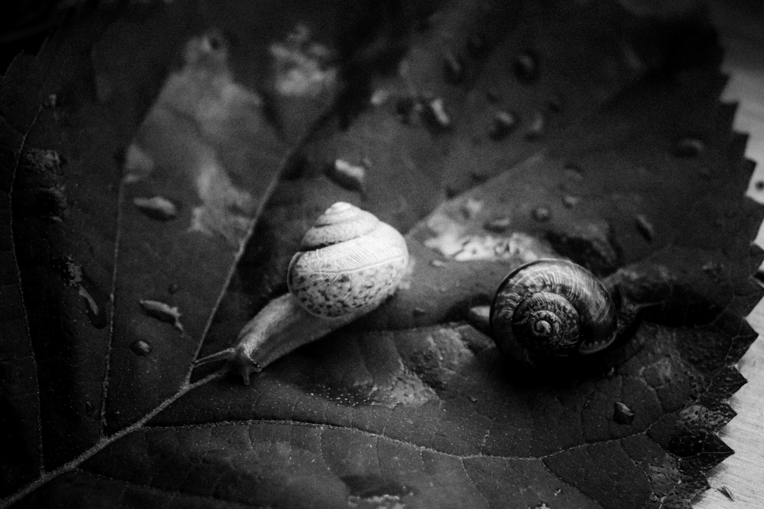 Russian nature, June 2020. Photographer in Israel Alice Milchin