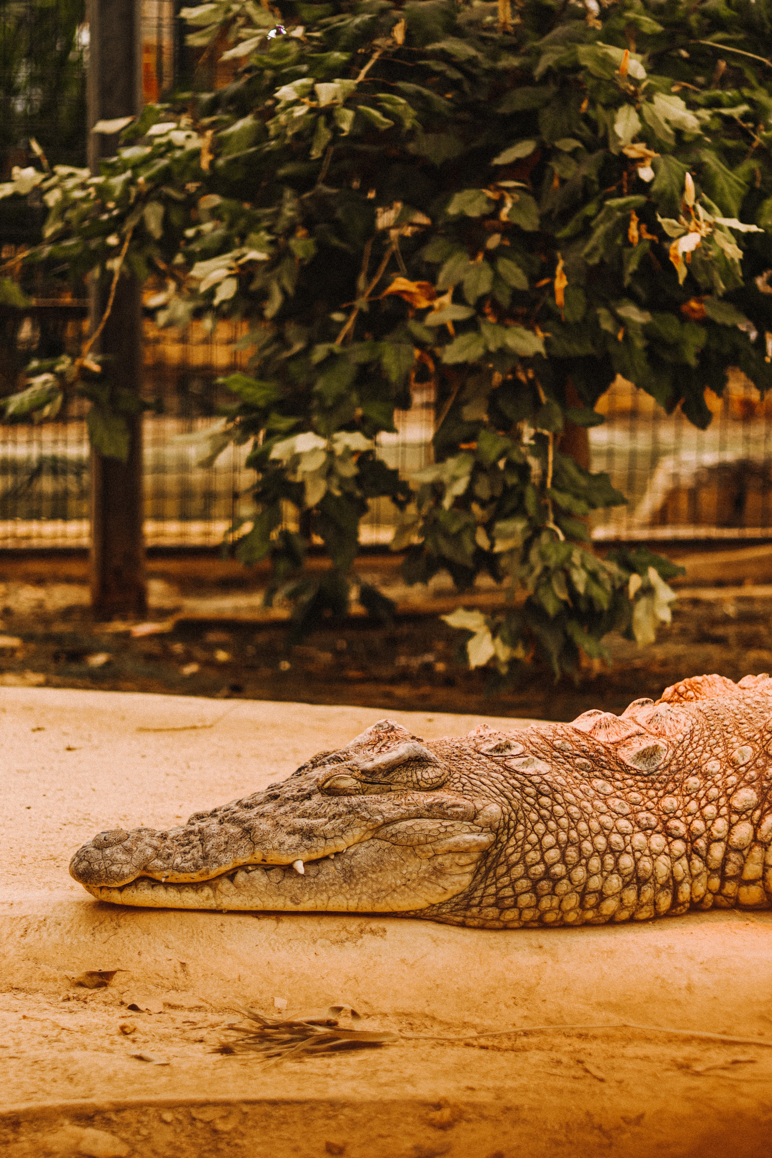 Attica Zoo, Greece, November 2021. Photographer in Israel Alice Milchin