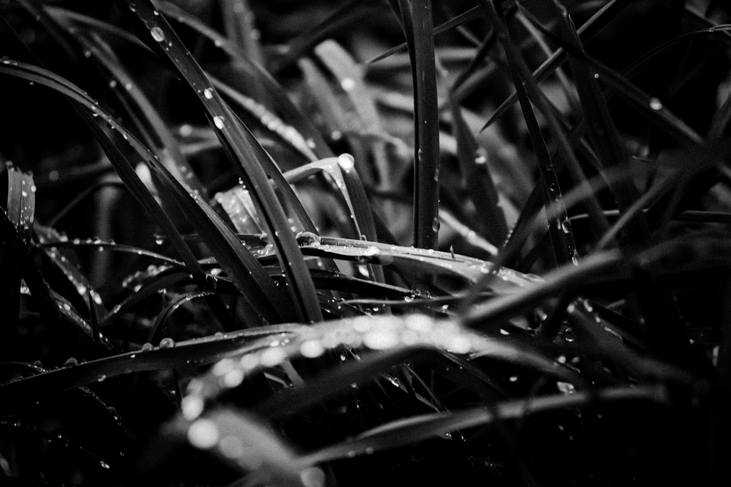 Russian nature, June 2020. Photographer in Israel Alice Milchin