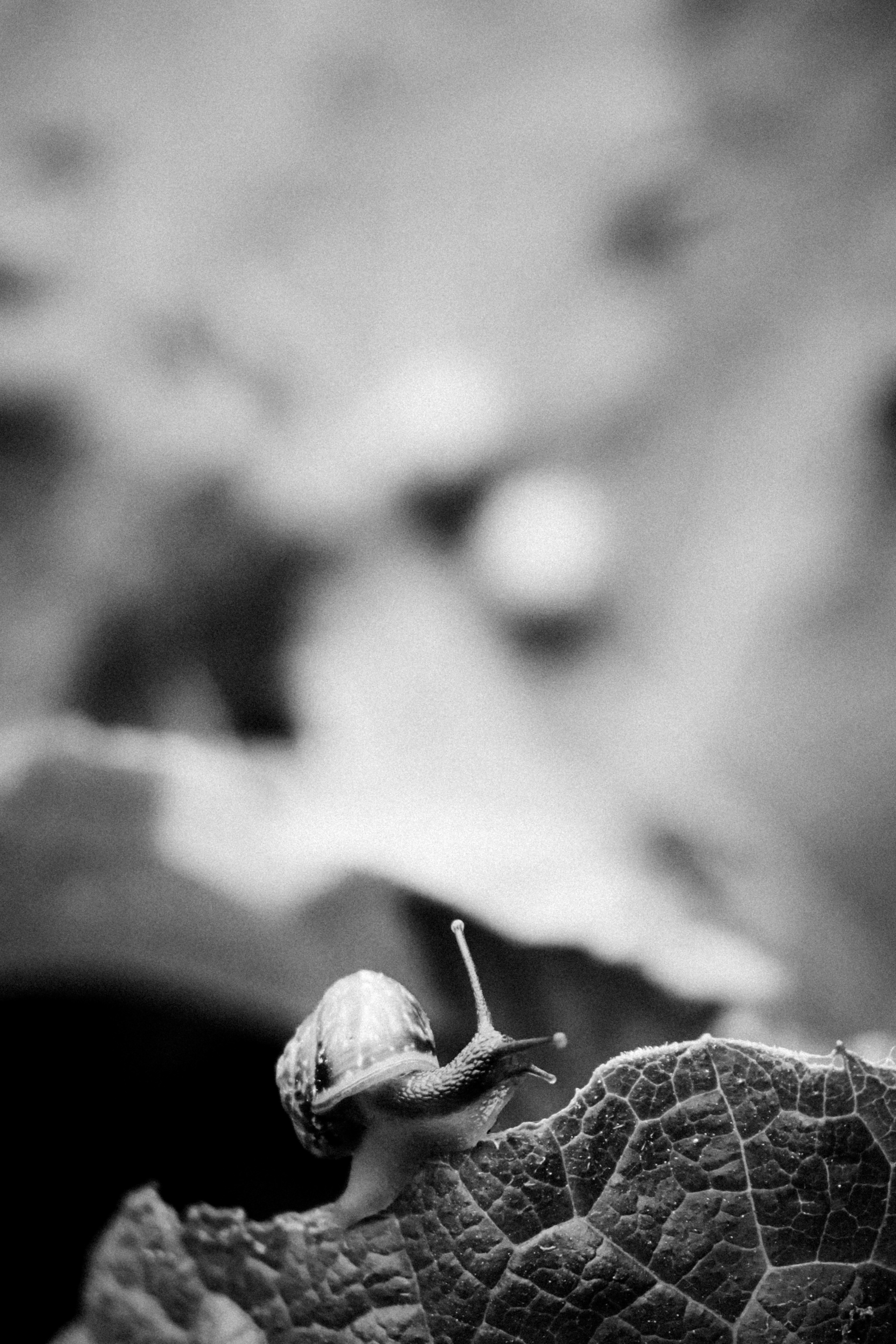 Russian nature, June 2020. Photographer in Israel Alice Milchin