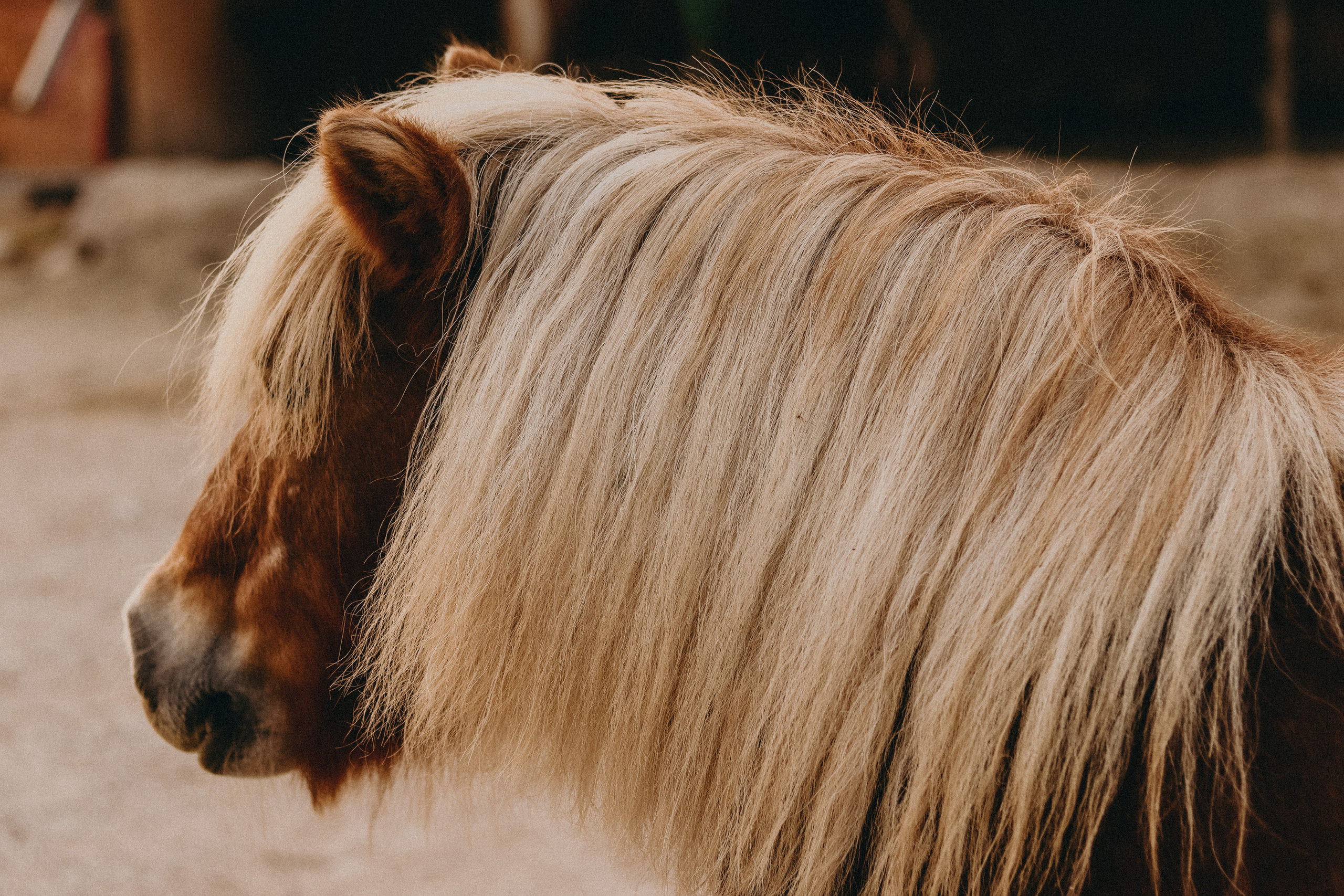 Attica Zoo, Greece, November 2021. Photographer in Israel Alice Milchin