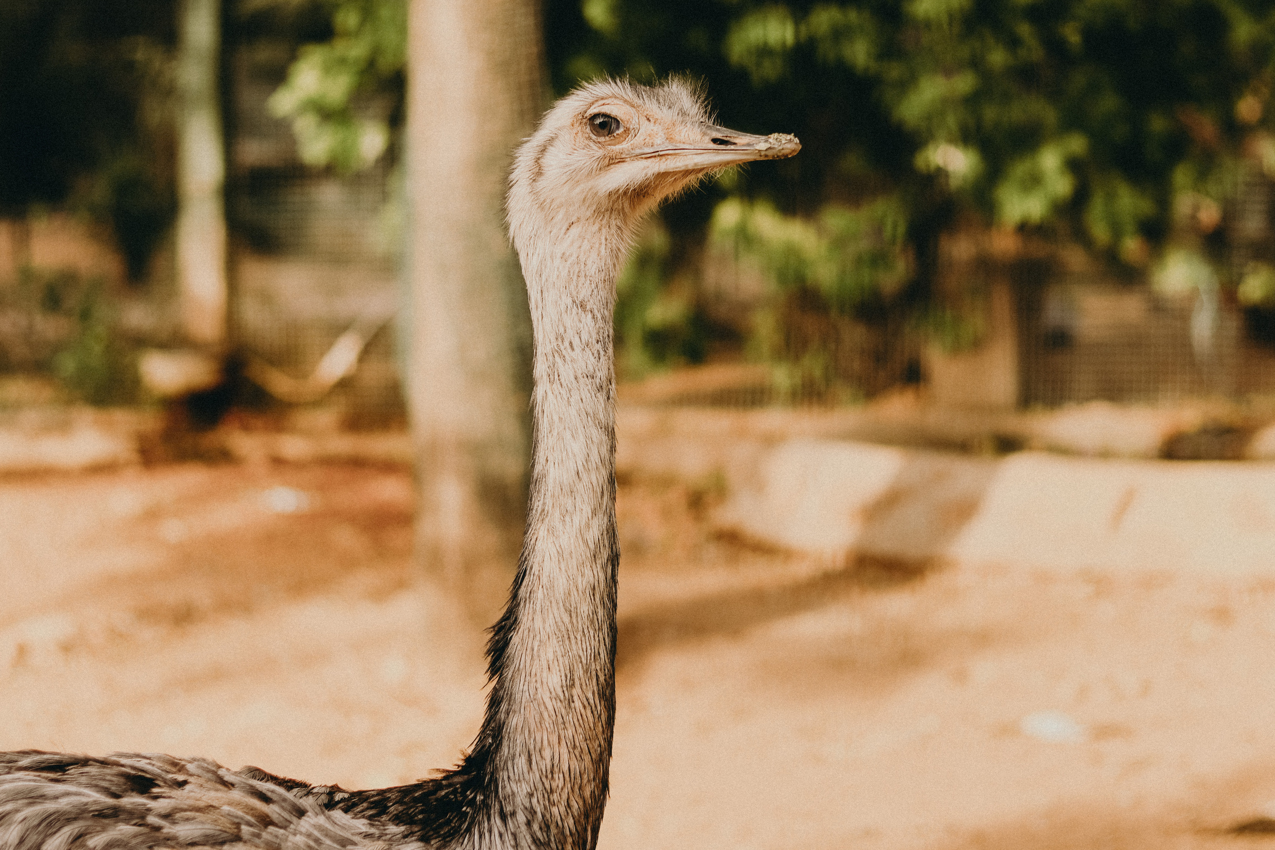 Attica Zoo, Greece, November 2021. Photographer in Israel Alice Milchin