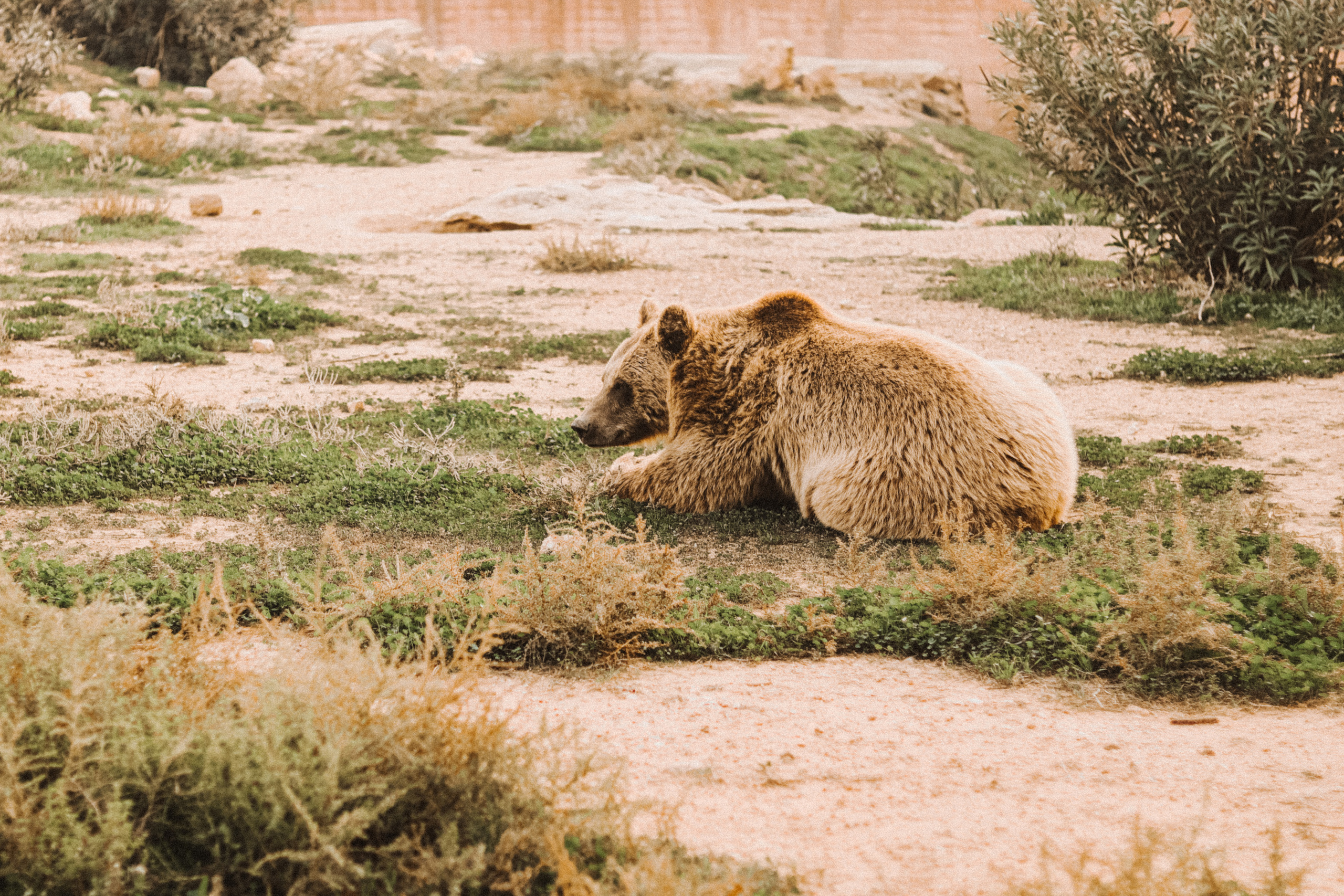 Attica Zoo, Greece, November 2021. Photographer in Israel Alice Milchin